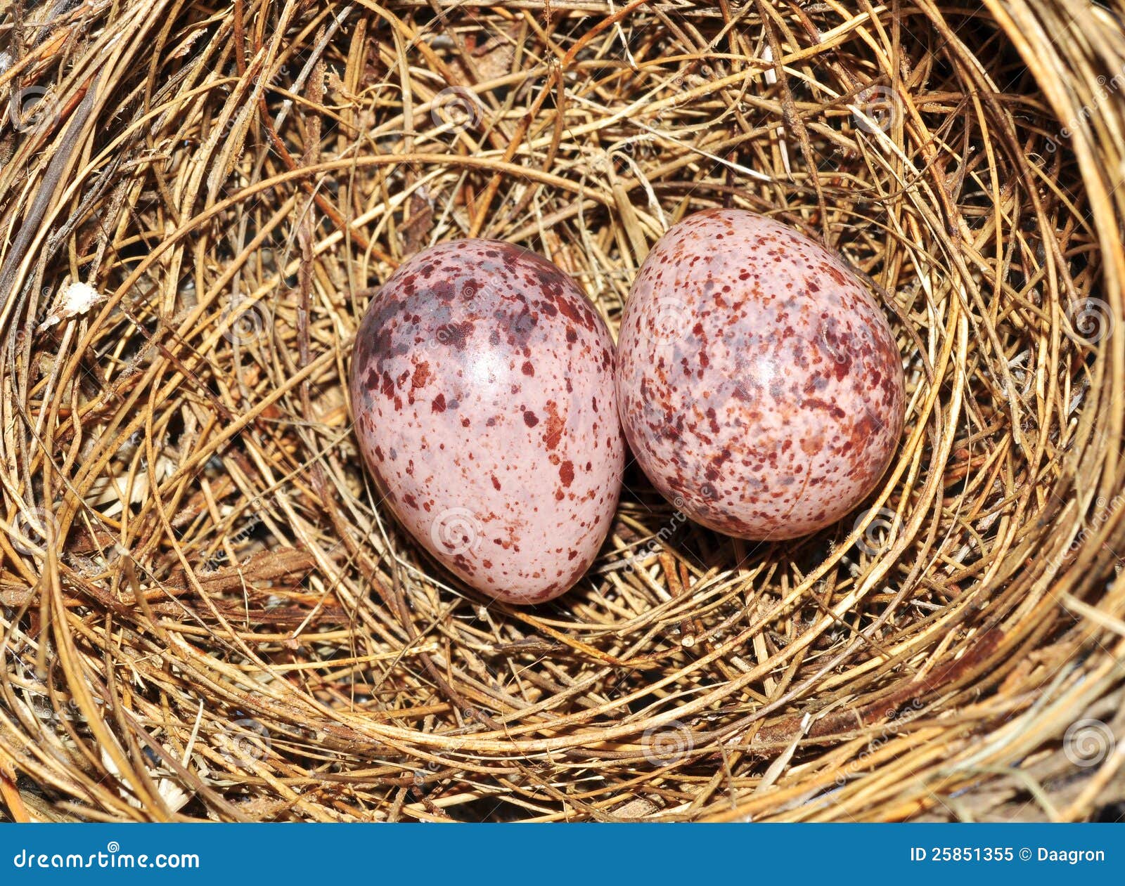 vector home nest nest bird stock in of Image image. purple dotted, Eggs the