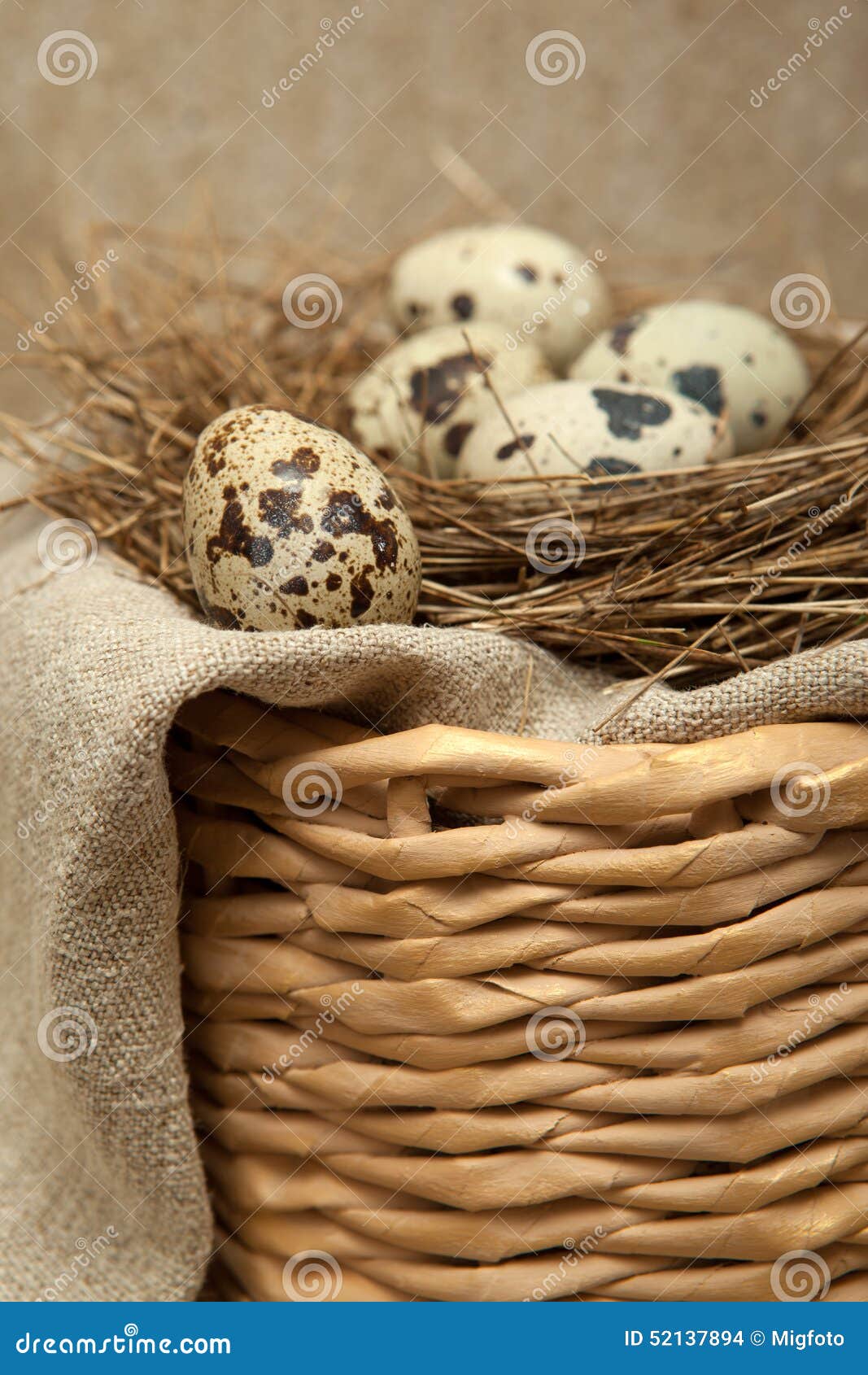 Bird s nest of straw with quail eggs on linen fabric.