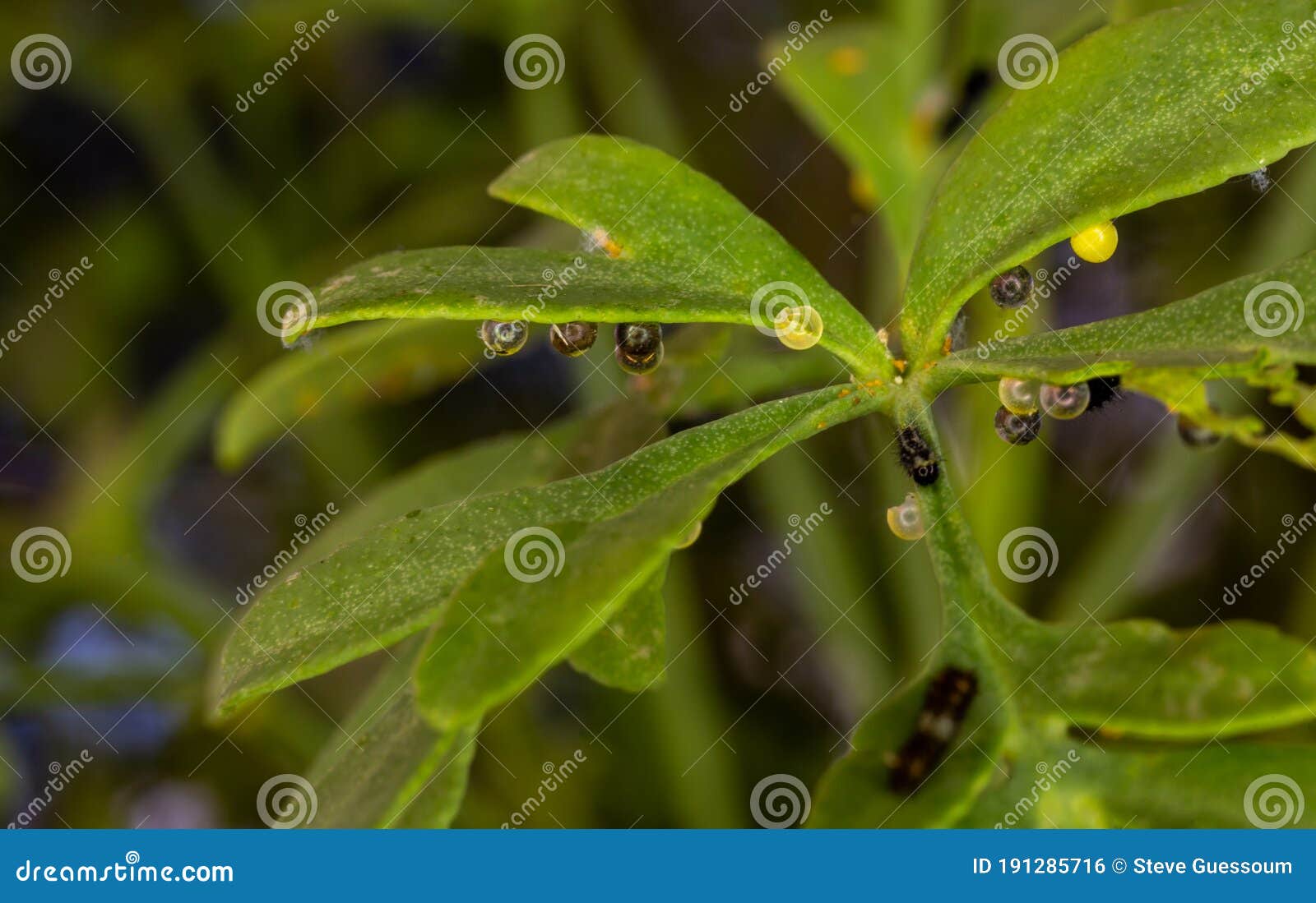 Eggs of a Butterfly in Closeup with Caterpillars Feeding Stock Photo Image of green, produce