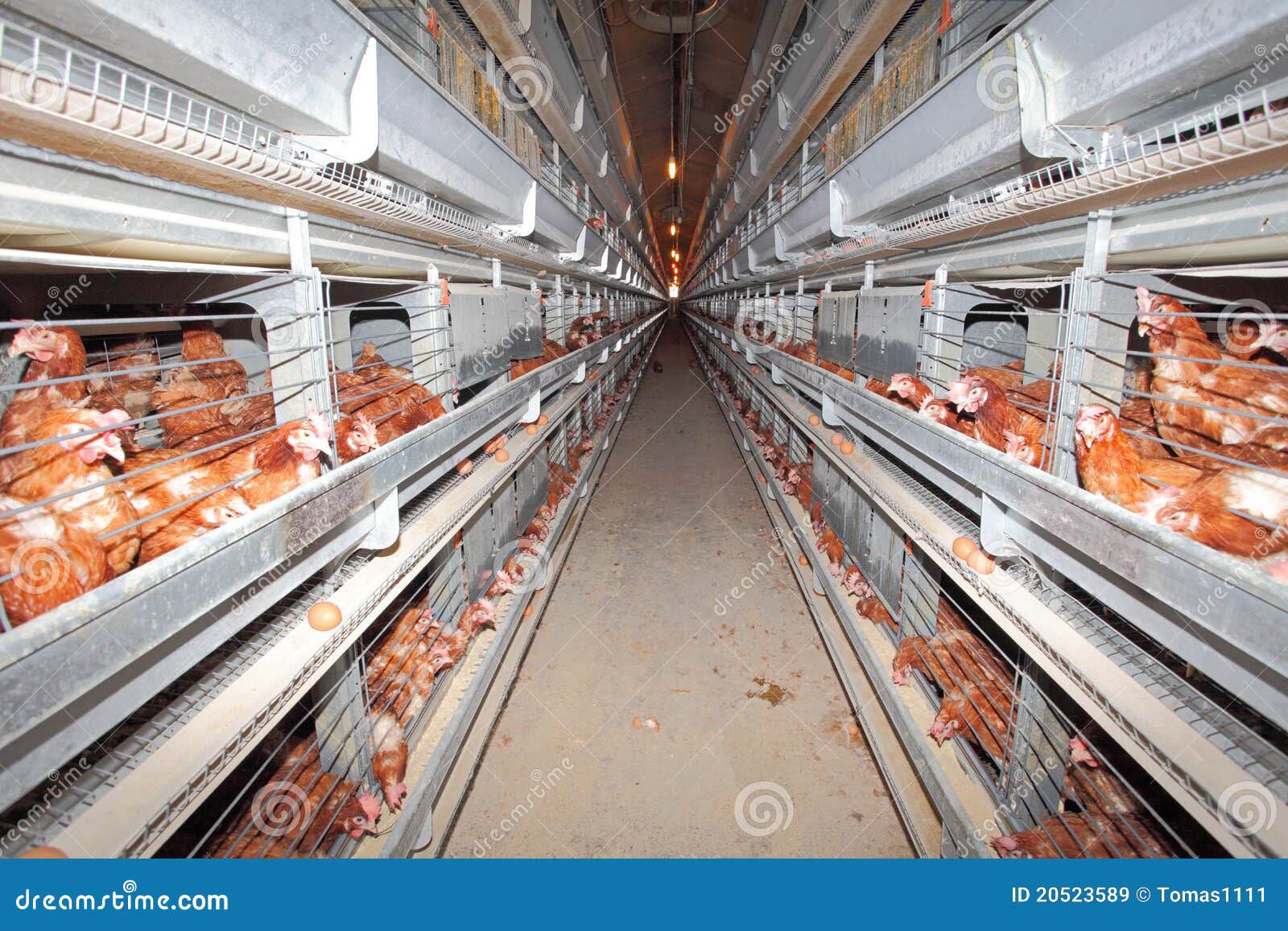 Eggs farm stock image. Image of equipment, barn, animal 20523589