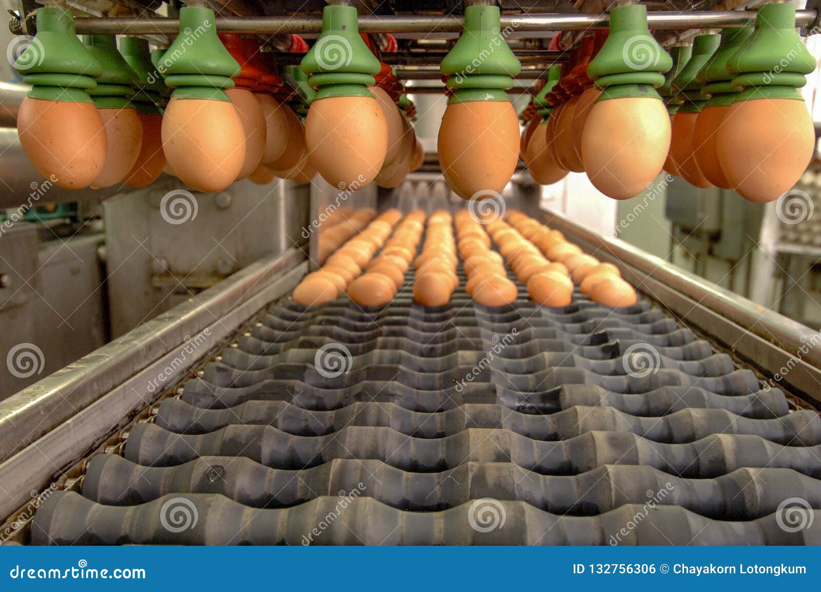 Egg Factory on Selecting Process and Grading Production Line Stock