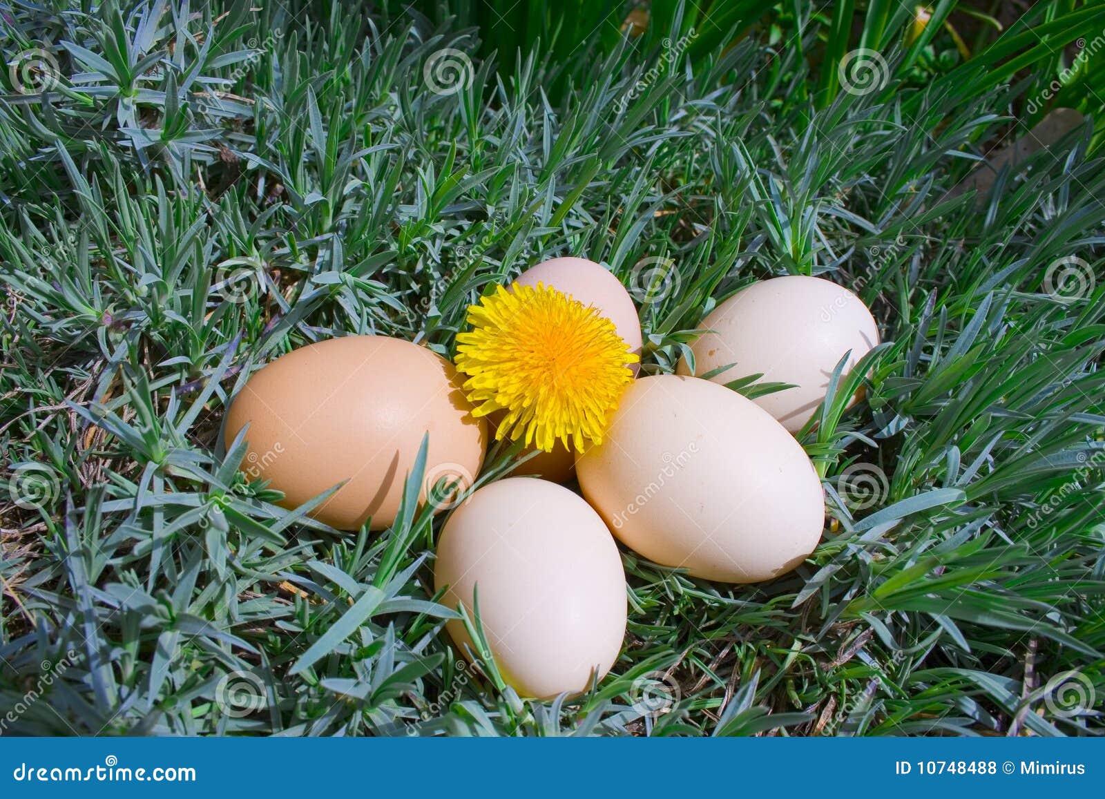 Eggs on grass stock photo. Image of traditional, objects 10748488