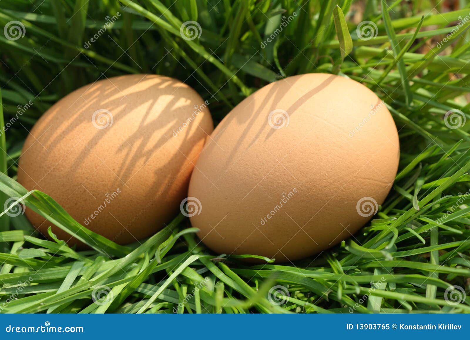 Eggs in Grass stock image. Image of food, nature, farm 13903765