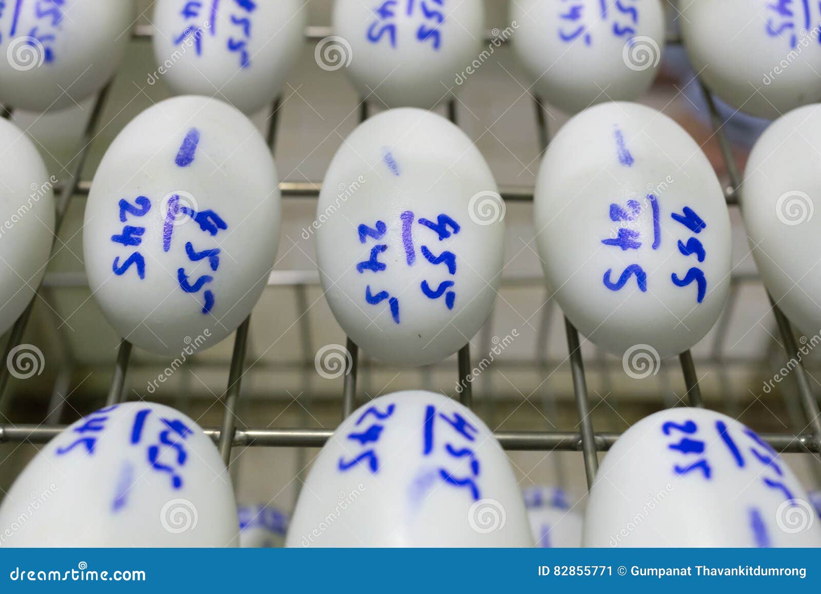Eggs in Incubator, Hatching Apparatus. Stock Image Image of apparatus