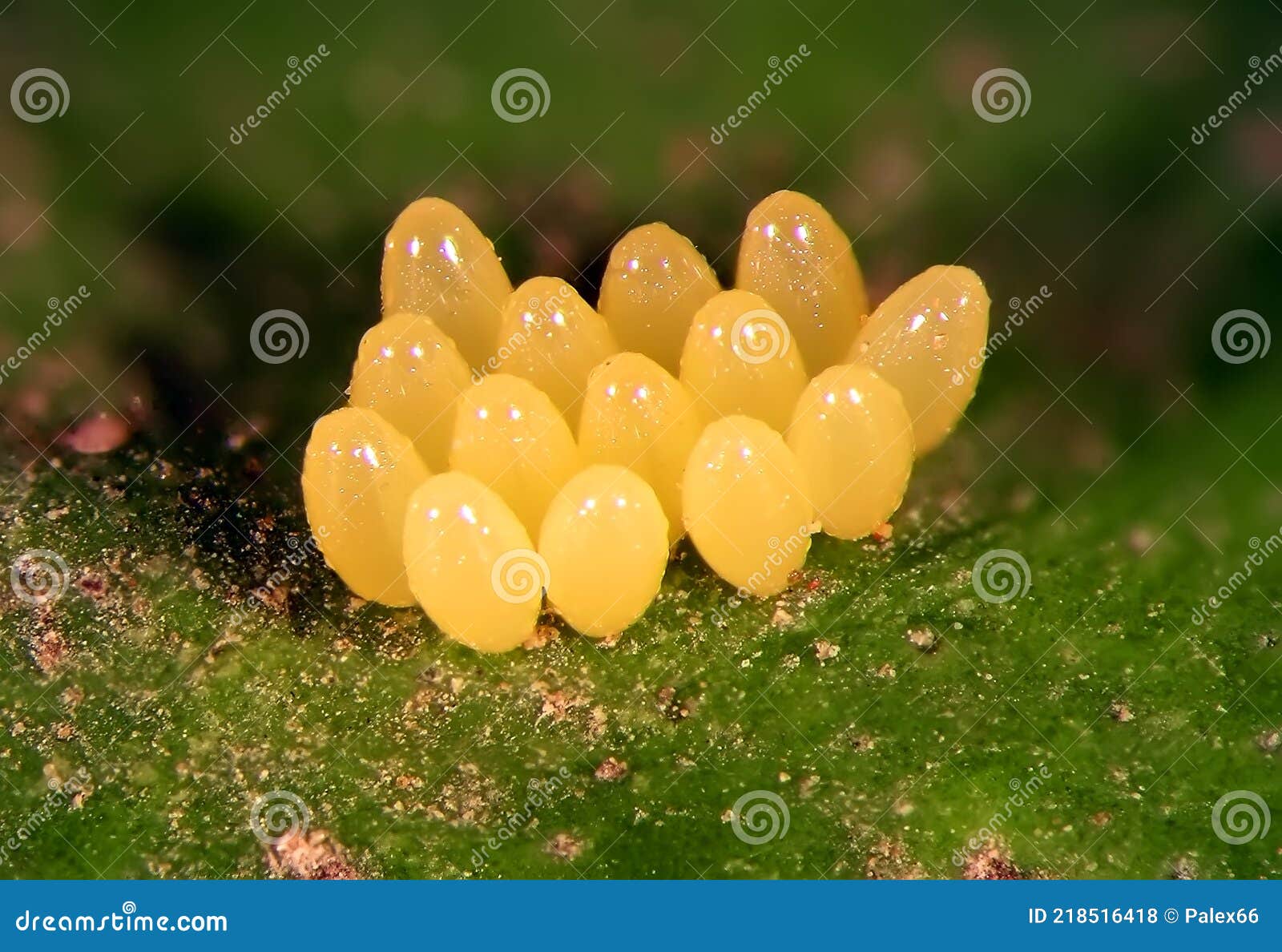 eggs of ladybug, harmonia axyridis on green leaf
