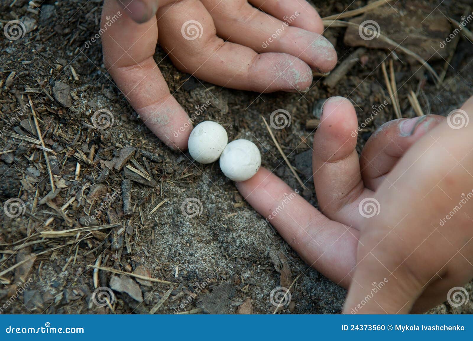 Eggs Of Lizard Stock Photo Image 24373560