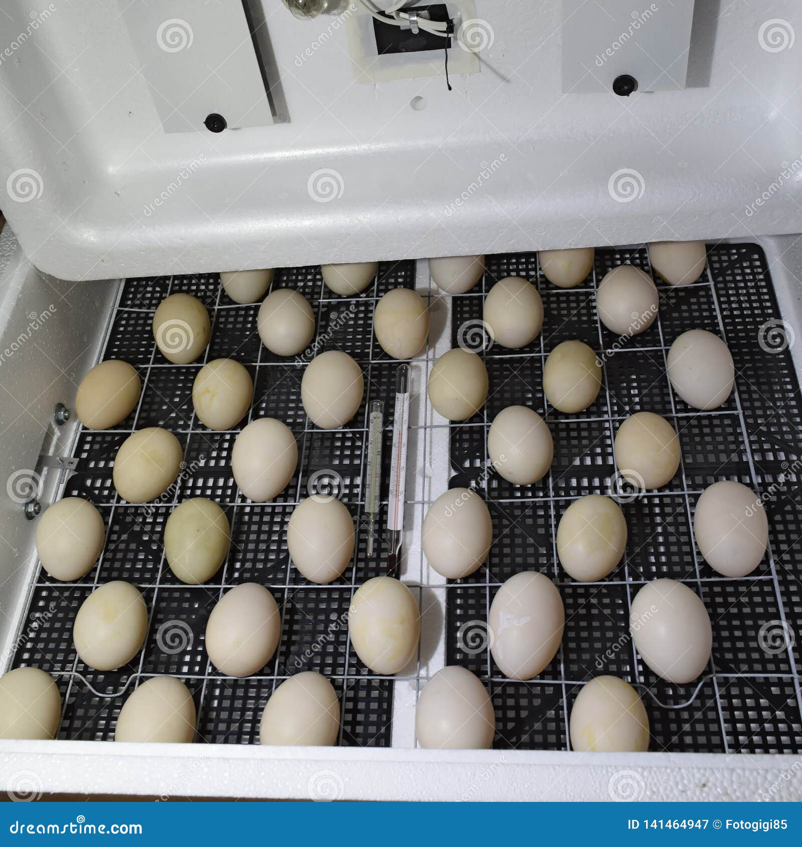 Мыть ли яйца перед инкубатором. Инкубатор гусиные яйца Золушка. Инкубатор Золушка 98 вывод птенцов. Инкубатор с яйцами и цыплятами. Утиные яйца в инкубаторе.