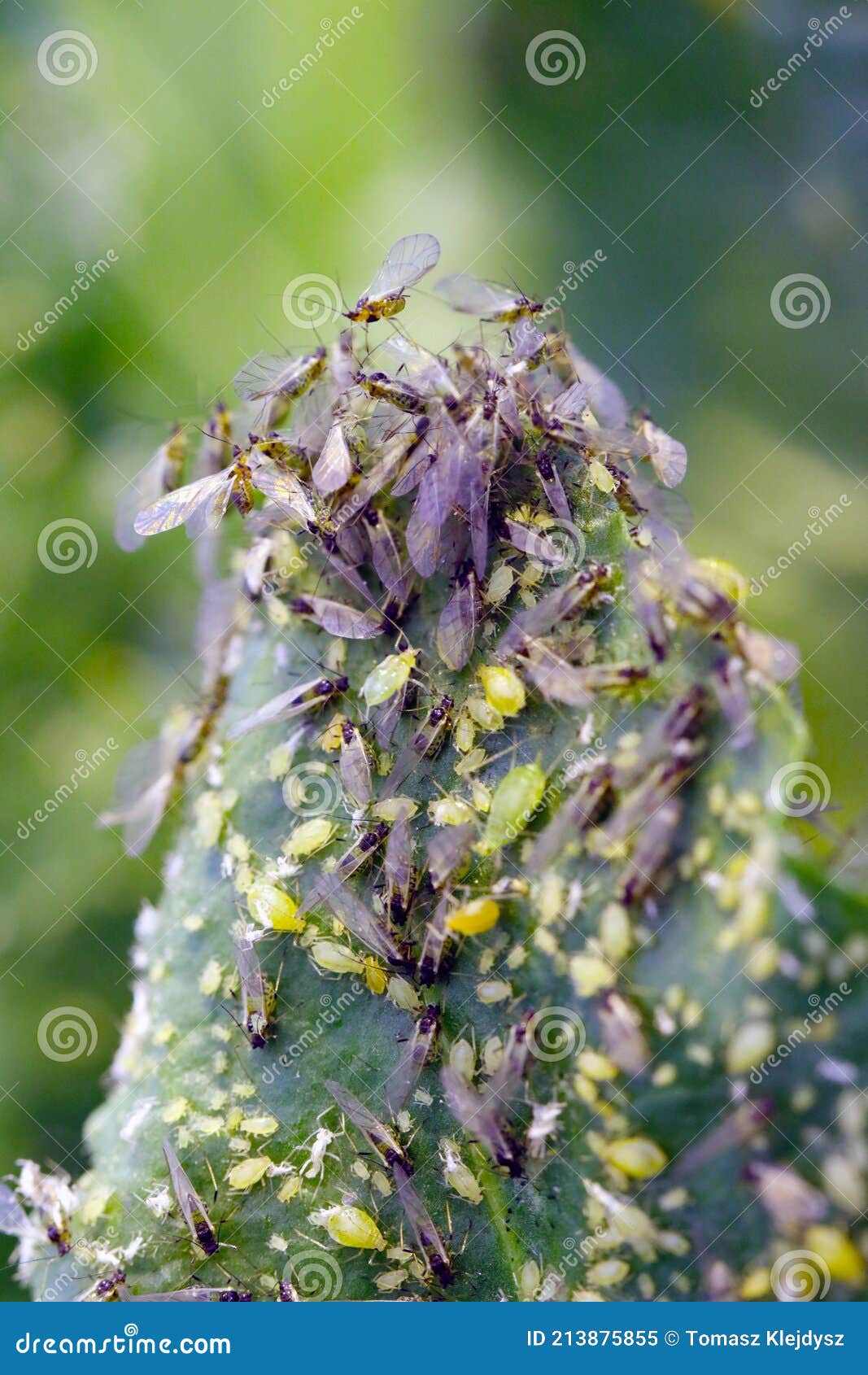 eggs of myzus persicae, known as the green peach aphid or the peach-potato aphid