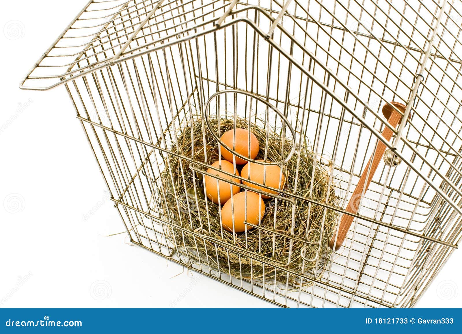 Eggs in Nest Confined in Bird Cage Stock Image Image of jailbird