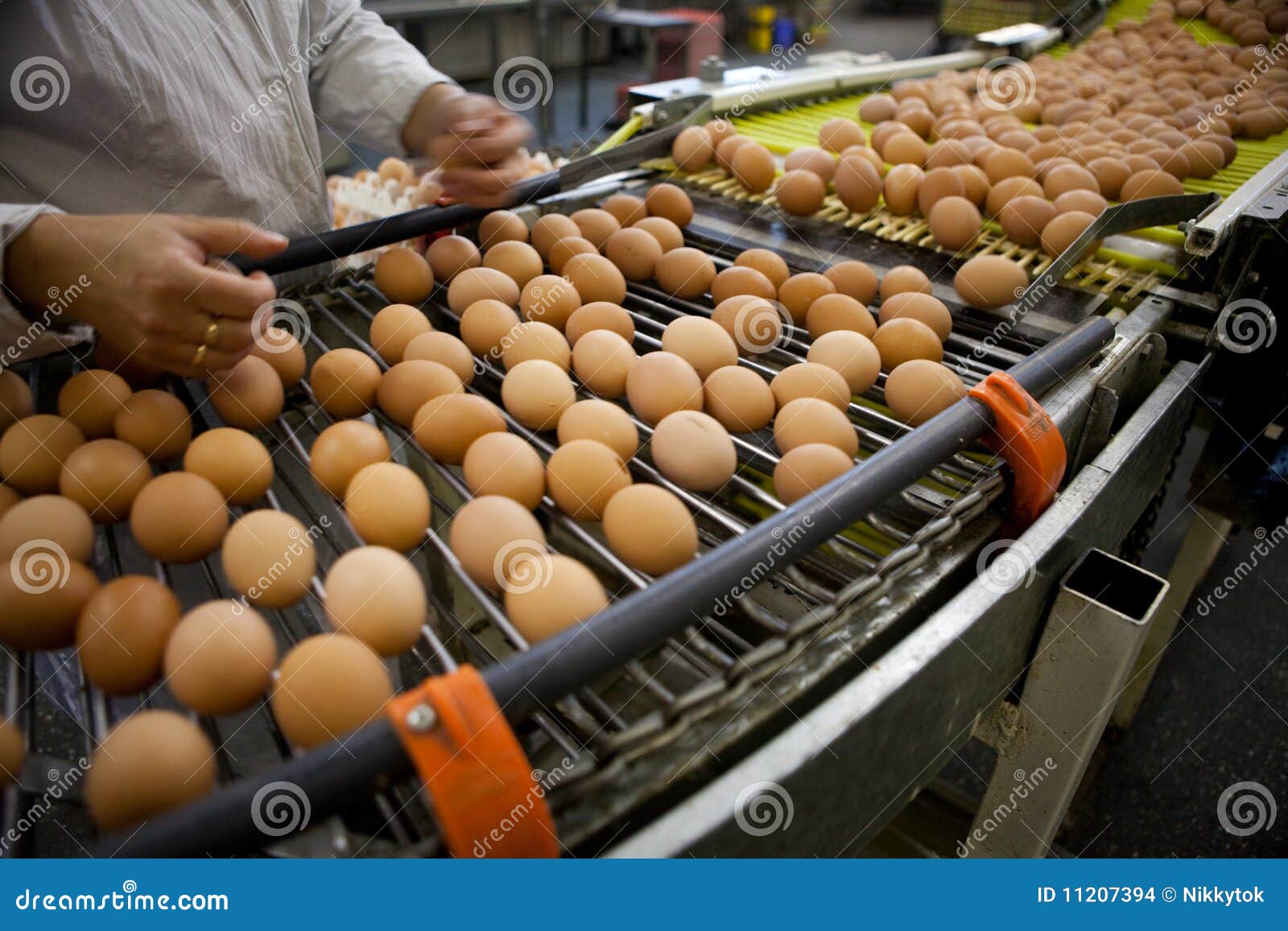Eggs production line stock photo. Image of production 11207394