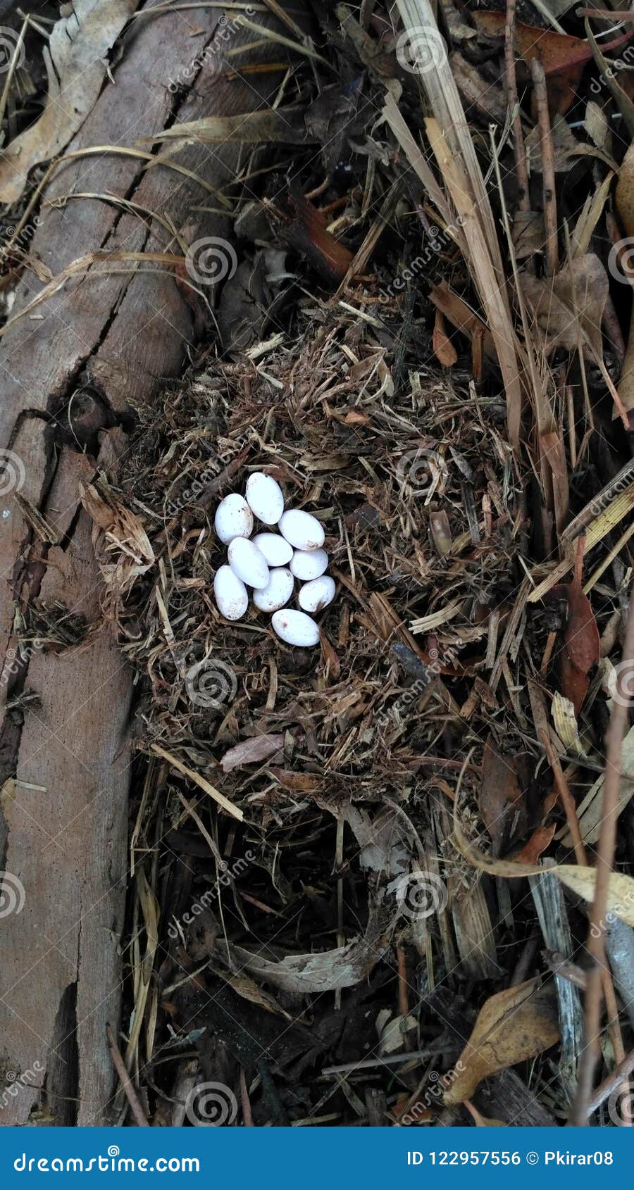 Eggs in the nest stock photo. Image of lizard, nest 122957556