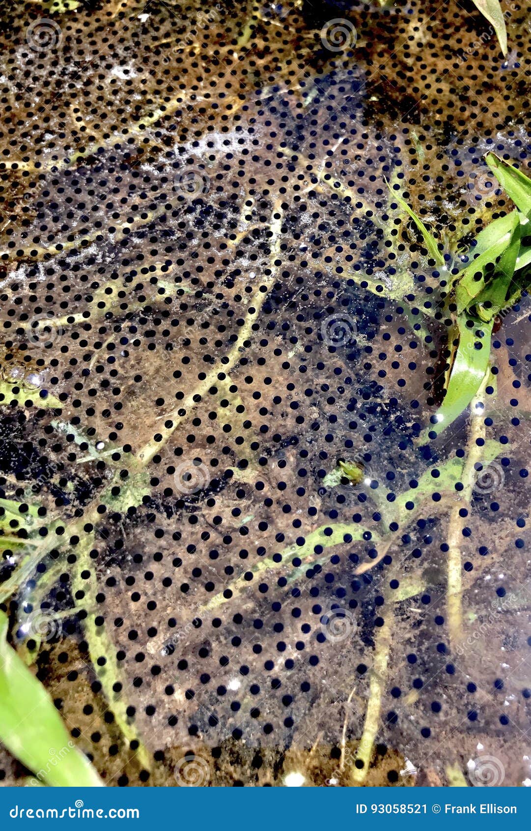 Eggs stock image. Image of tadpole, anfifian, water, warming - 93058521