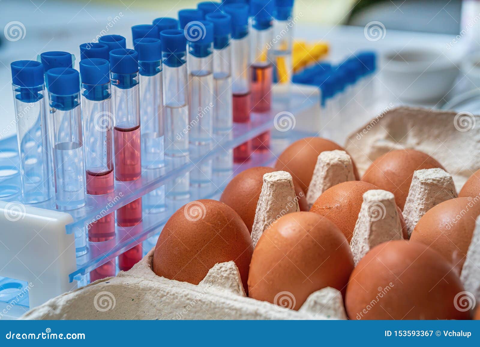 eggs are tested for salmonella in laboratory. food safety research.