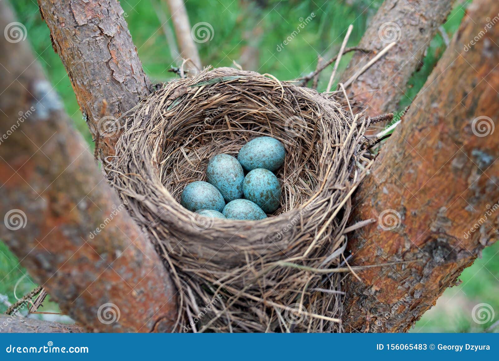 Eggs of a Wild Bird Thrush Lying in the Nest on the Ptine Tree Stock