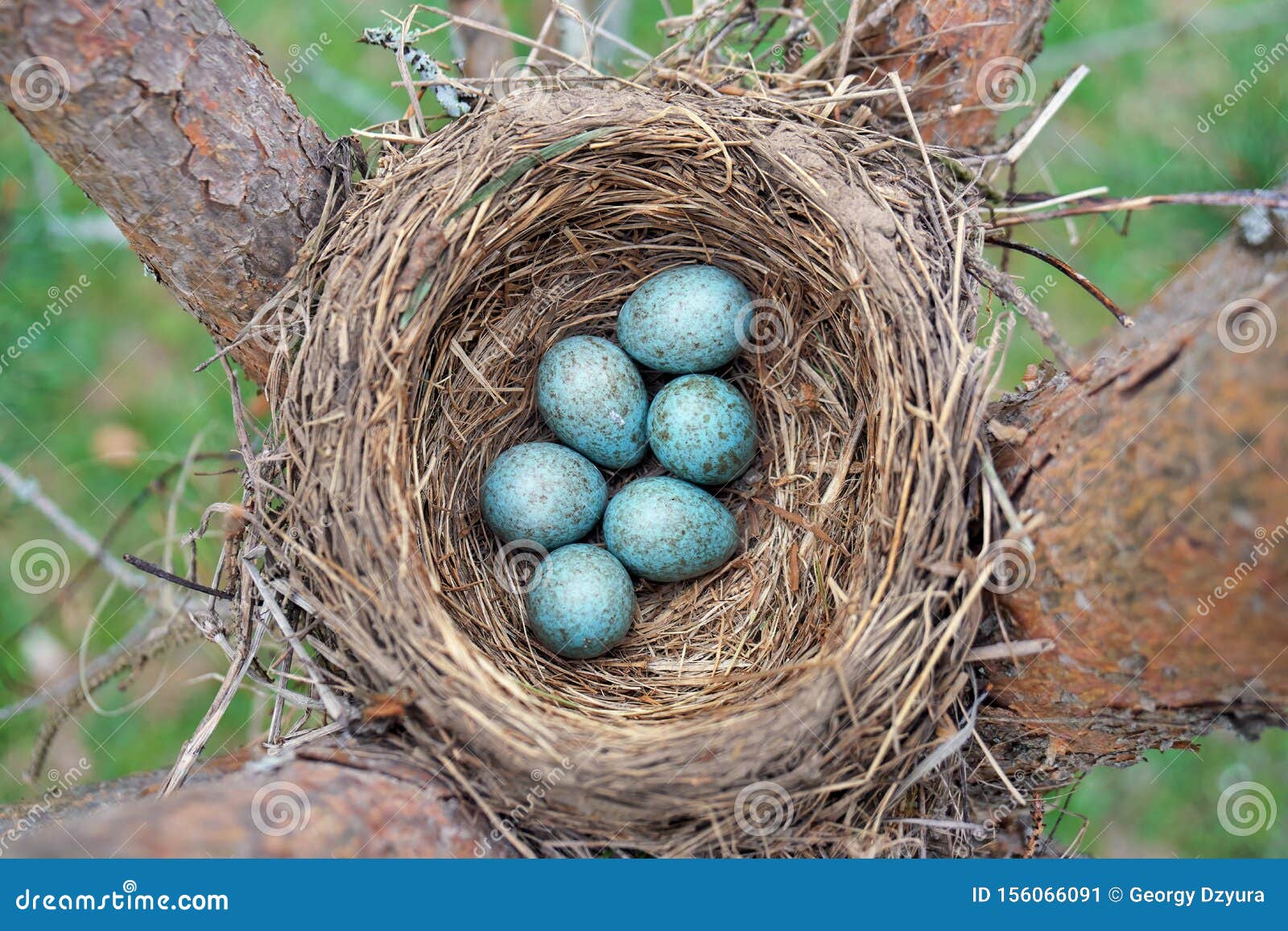 Bird Thrush Feeding Her Little Chicks Long Worm On A Tree In Sp Stock