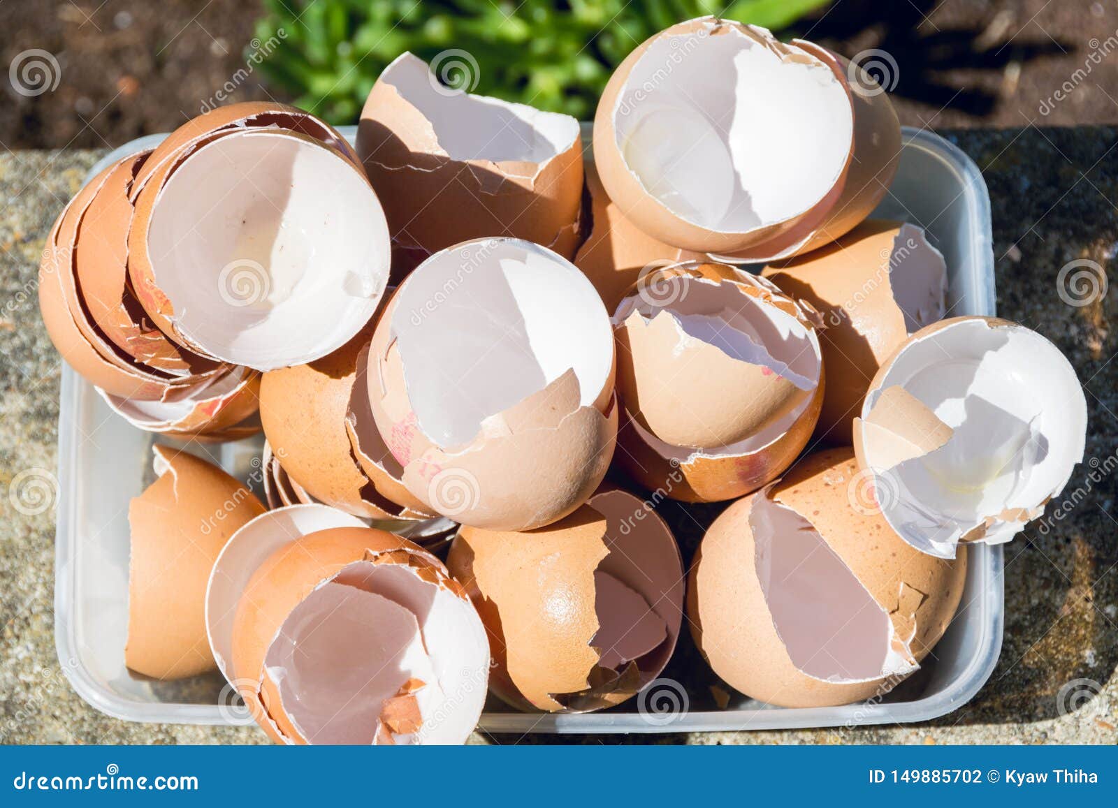 Eggshells in a Plastic Container 2 Stock Photo Image of fertilizer
