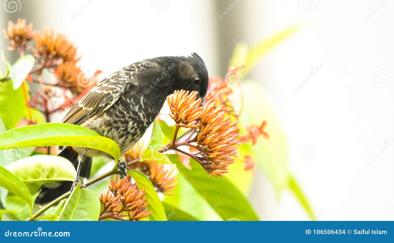 egional name of this bird is bulbuli.