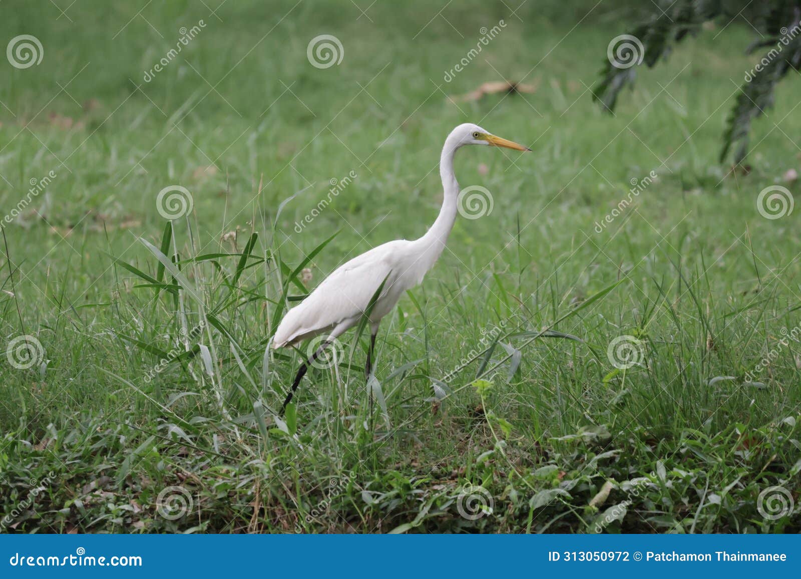 egret is a bird in the family. classified as a pelican, it uses the genus ardeidae.