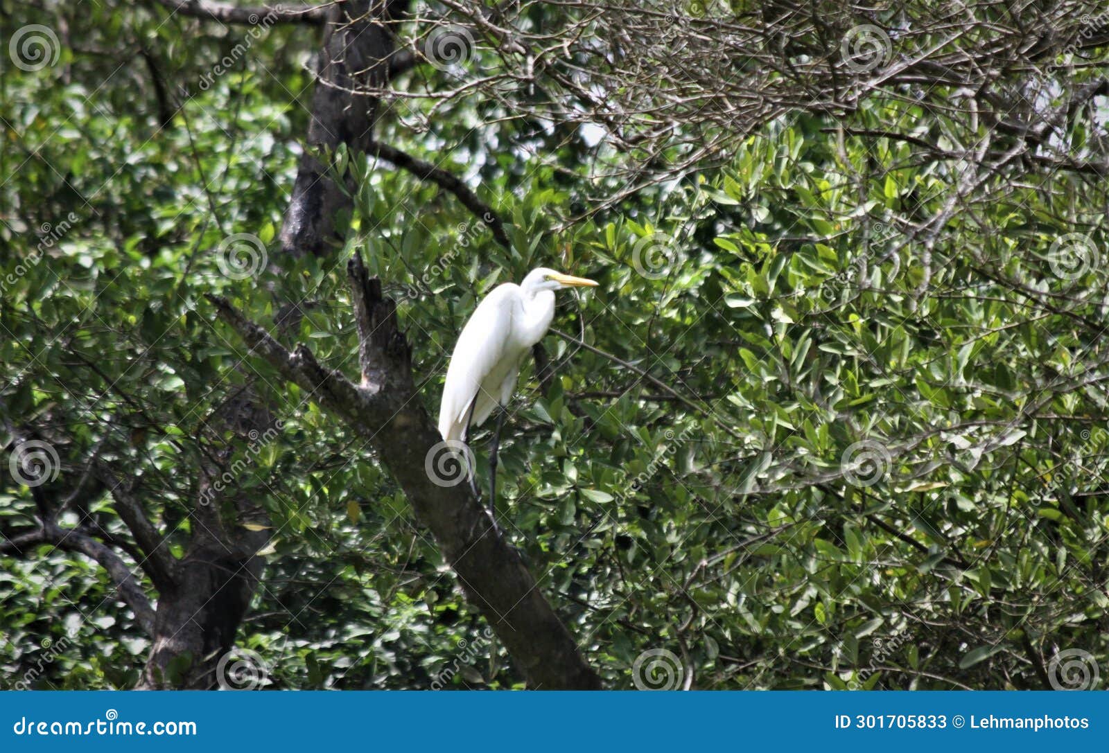 egret bird in the trees at isla de salamanca, colombia