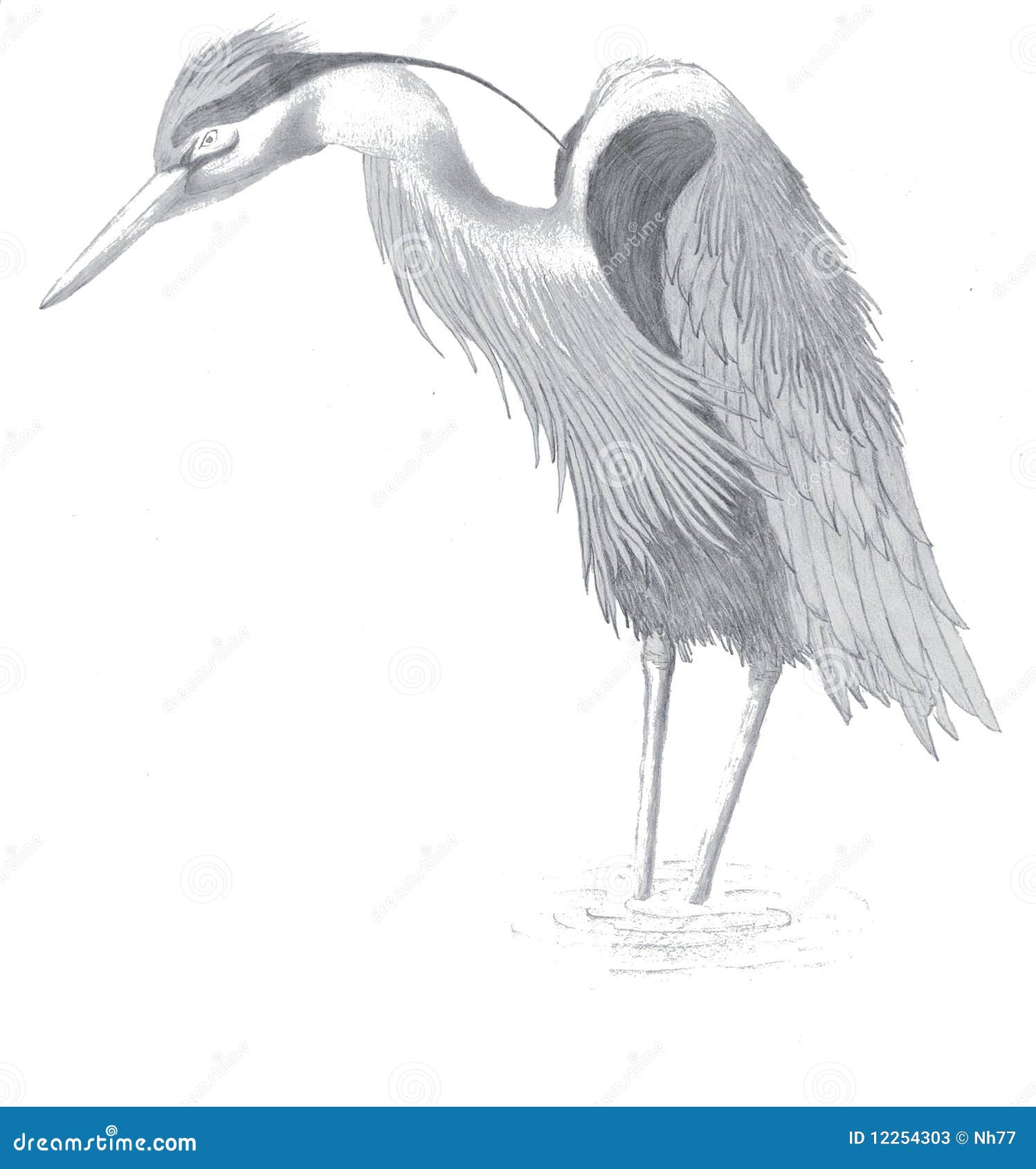 Egret Drawing Stock Photos - Image: 12254303