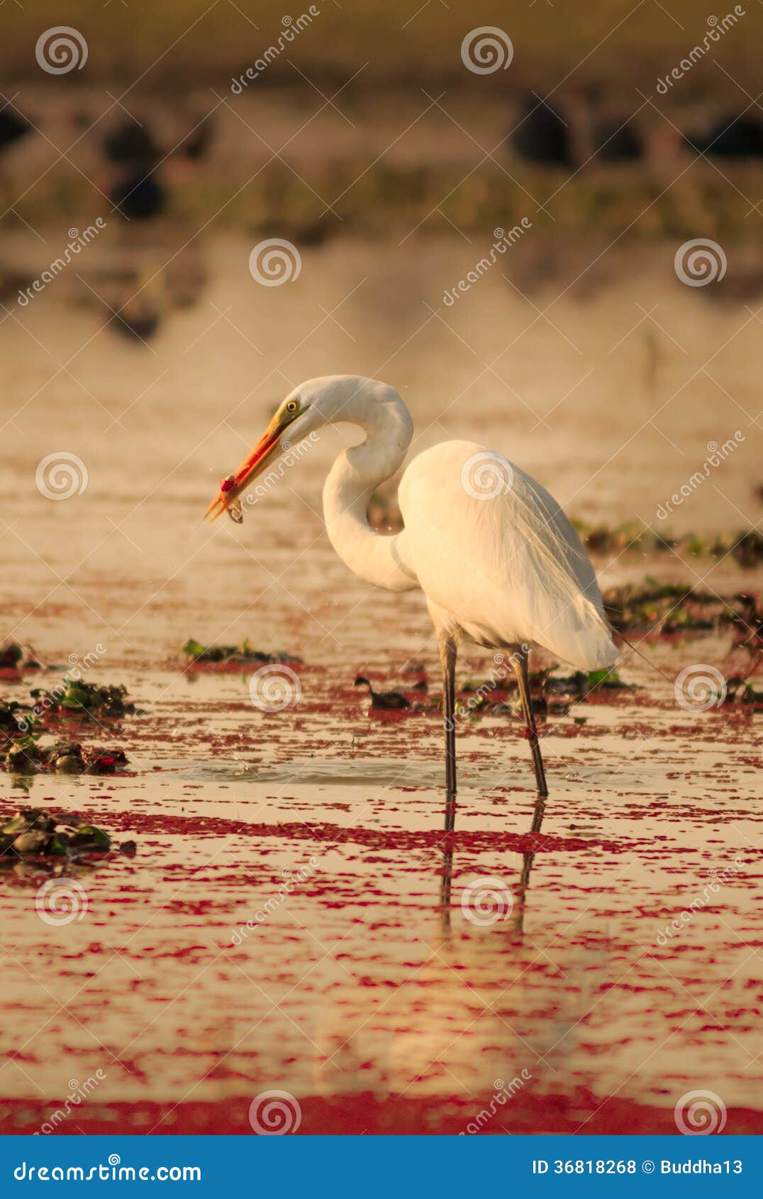 Egret eating fish stock photo. Image of animal, nature - 36818268