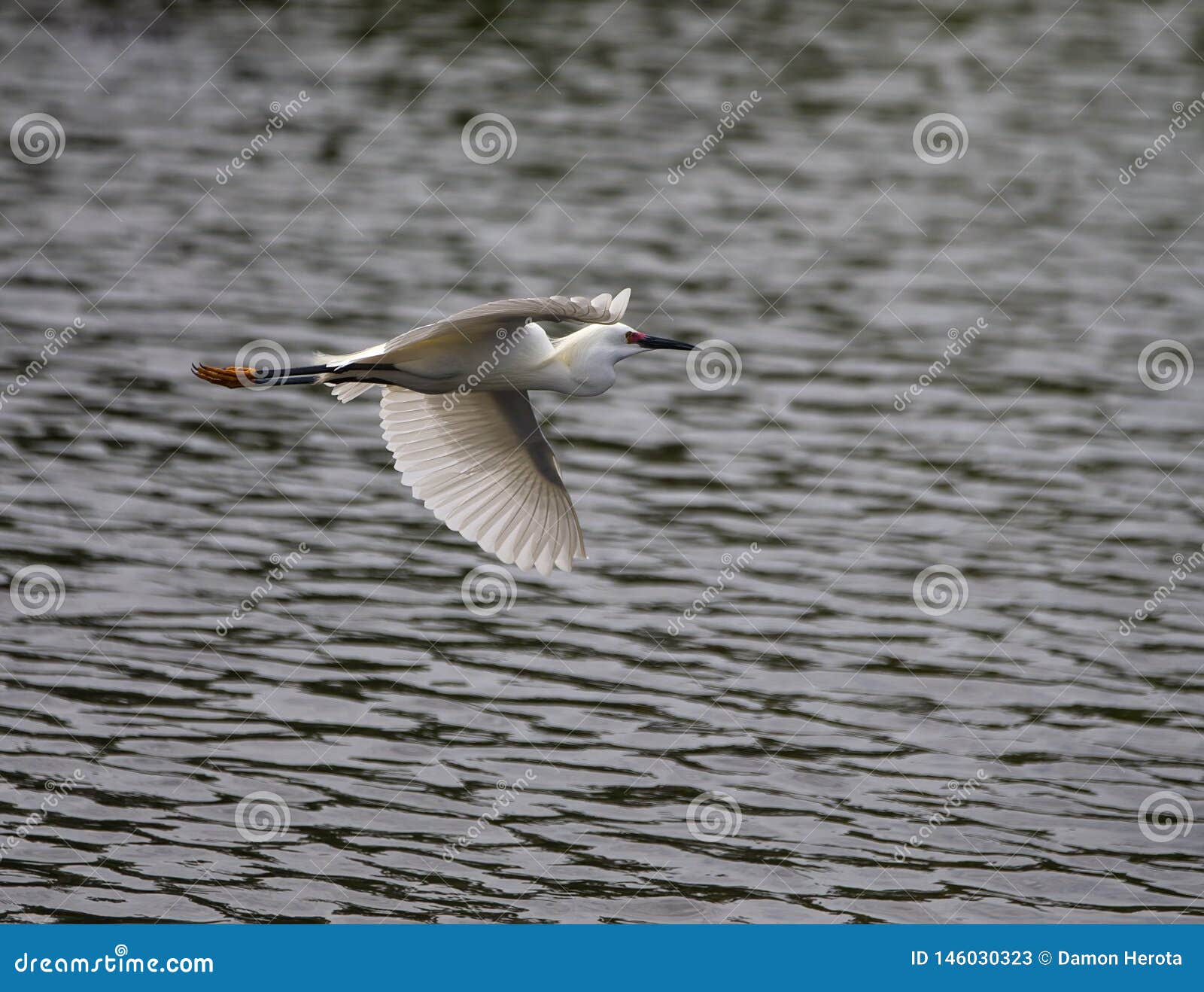 gorgeous egret in flight in florida