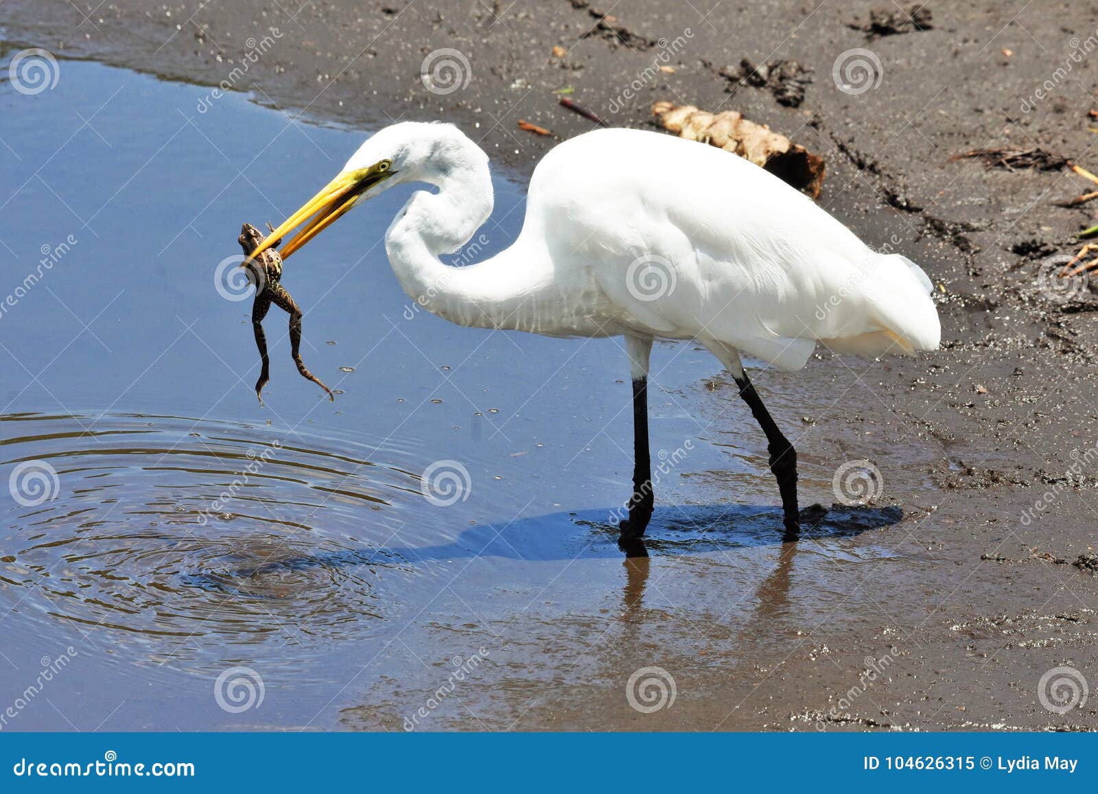 Egret with Frog in His Mouth Stock Image - Image of beach, white: 104626315