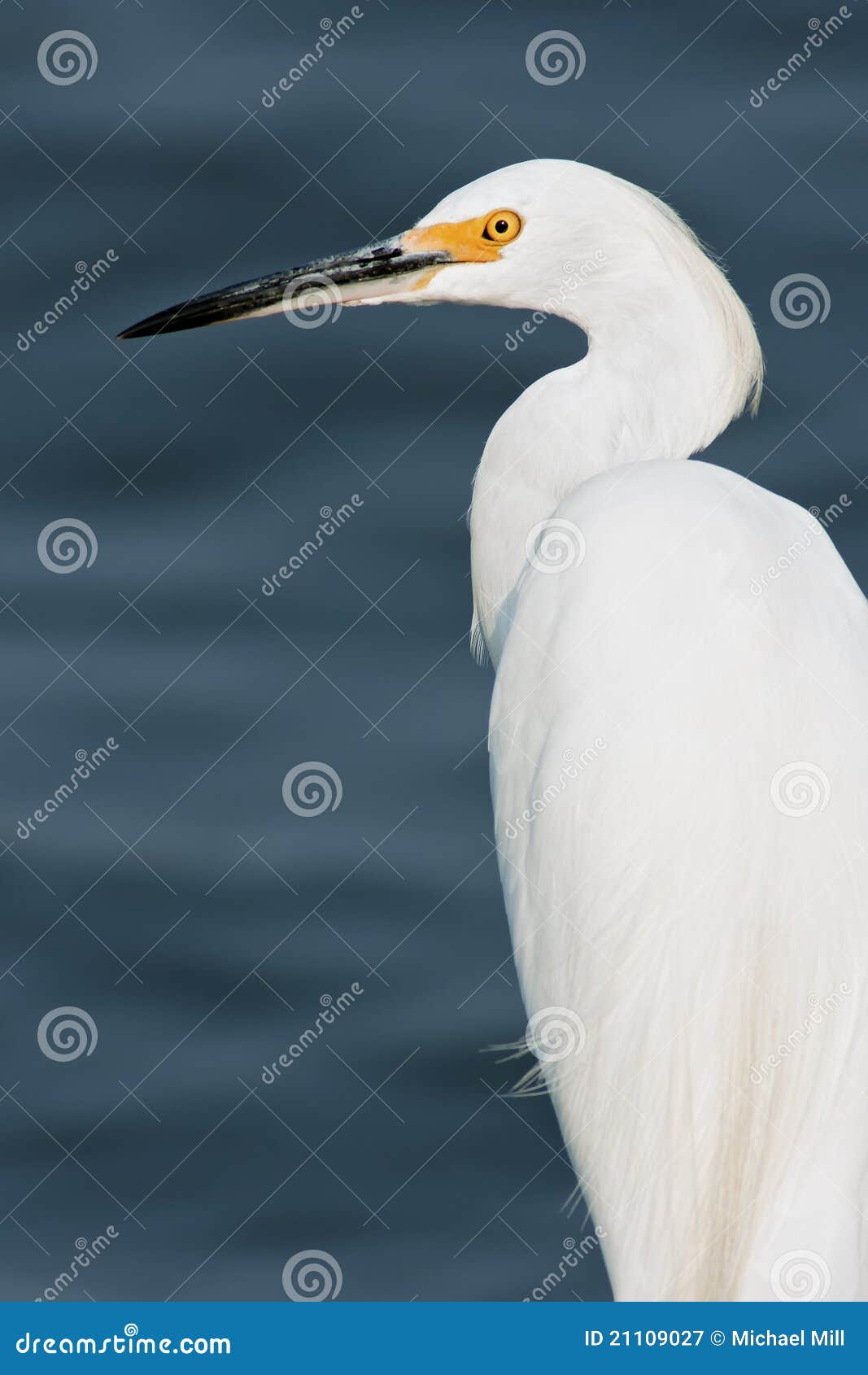 Egret nevado. Retrato nevado do Egret com fundo da água azul.