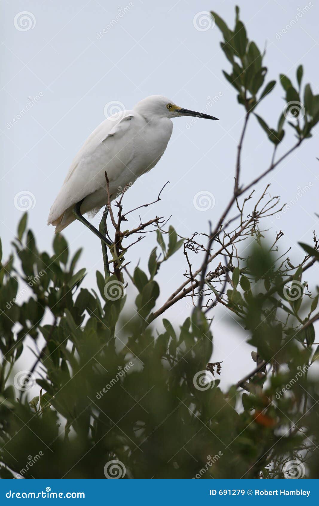 Egret nevado - thula do Egretta - empoleirado em uma árvore