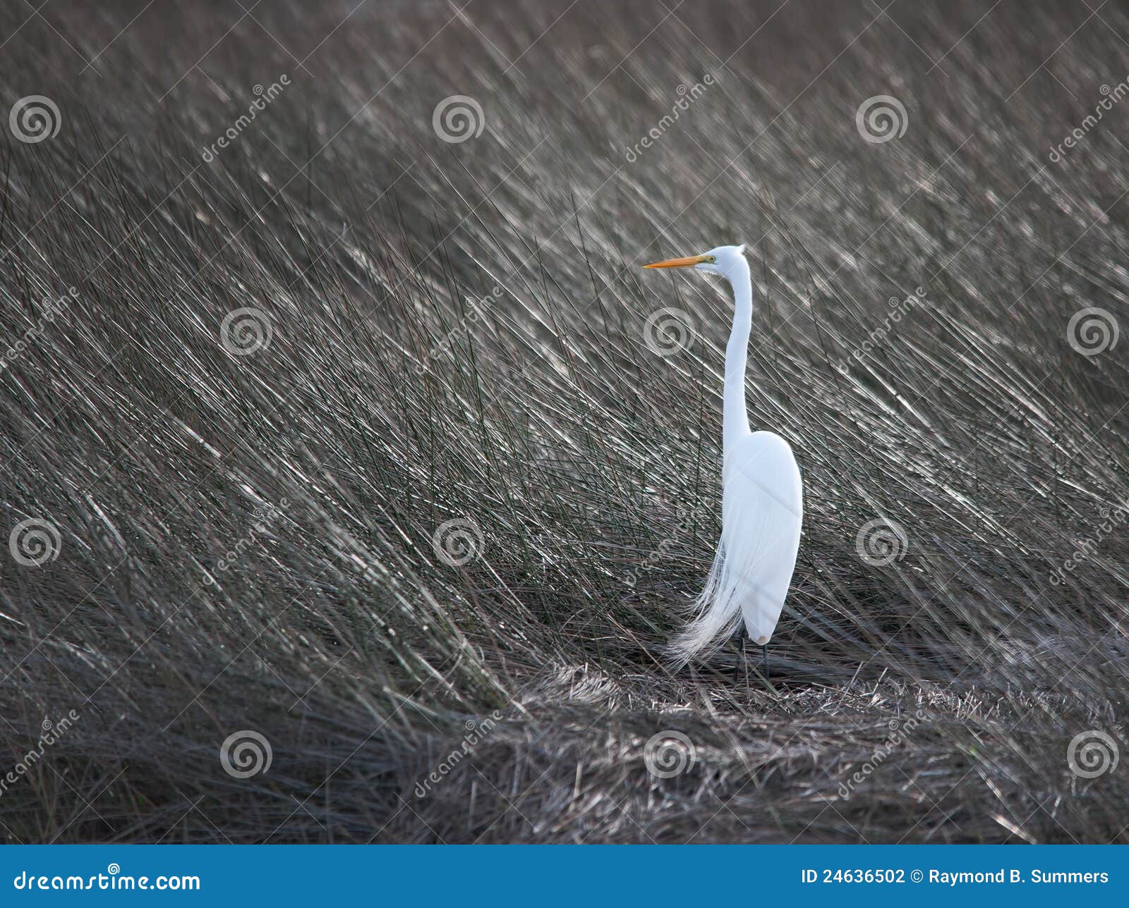 Egret nevado e grama do mar. Um egret nevado prowls a grama marshy do mar perto de Myrtle Beach, South Carolina.