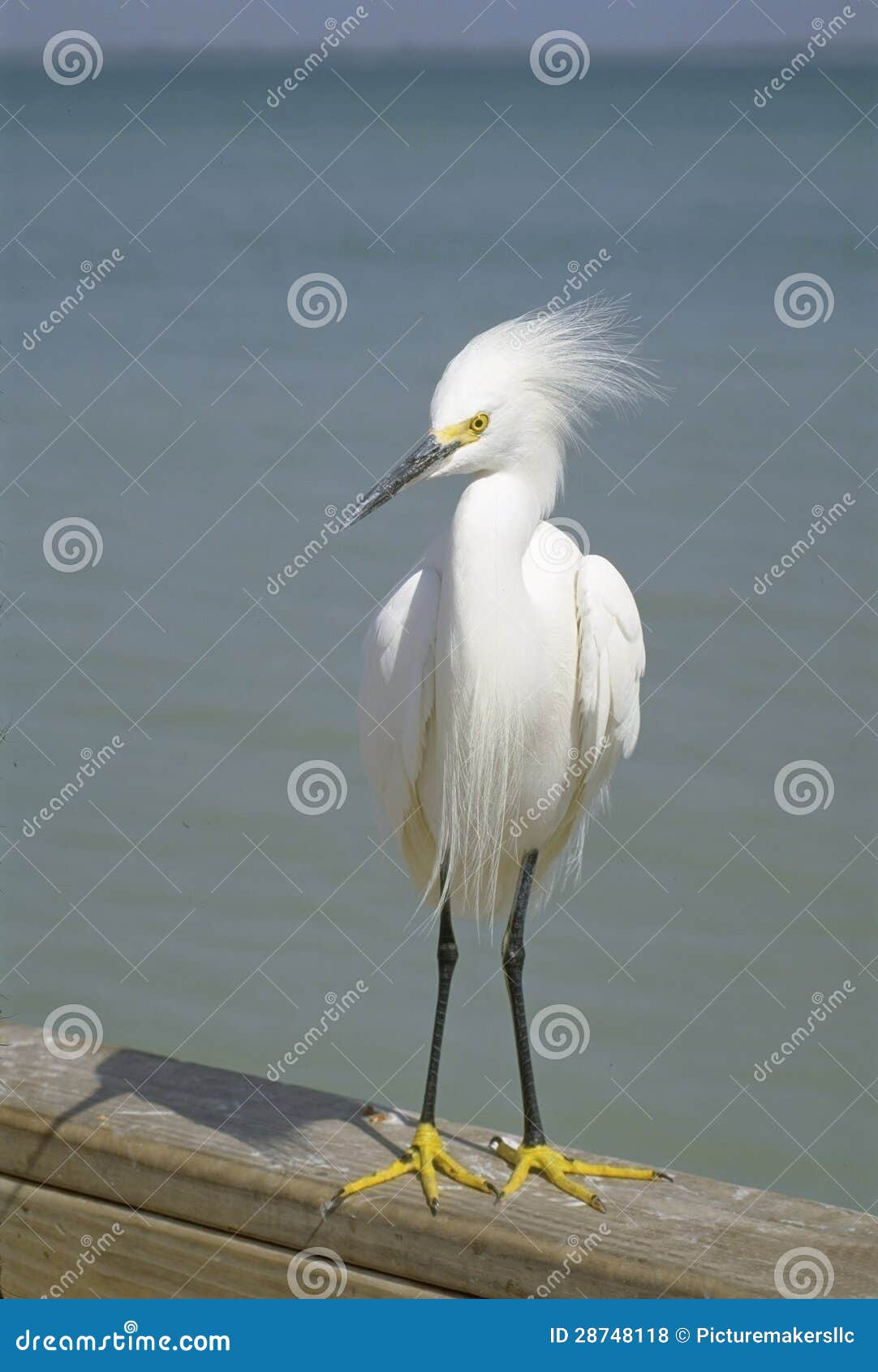 Egret Nevado, Pájaros De La Florida Foto de archivo Imagen de