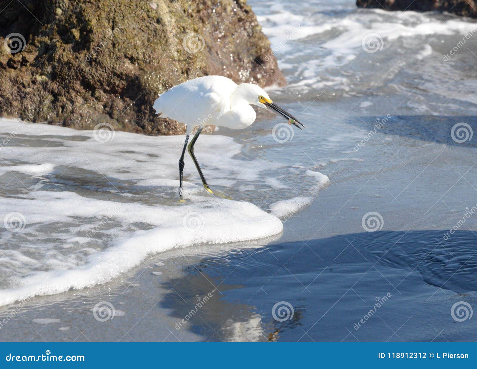 an egret catches another small marine animal just north of the boca inlet