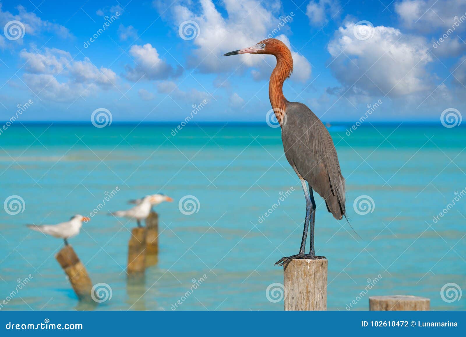egretta rufescens or reddish egret heron bird