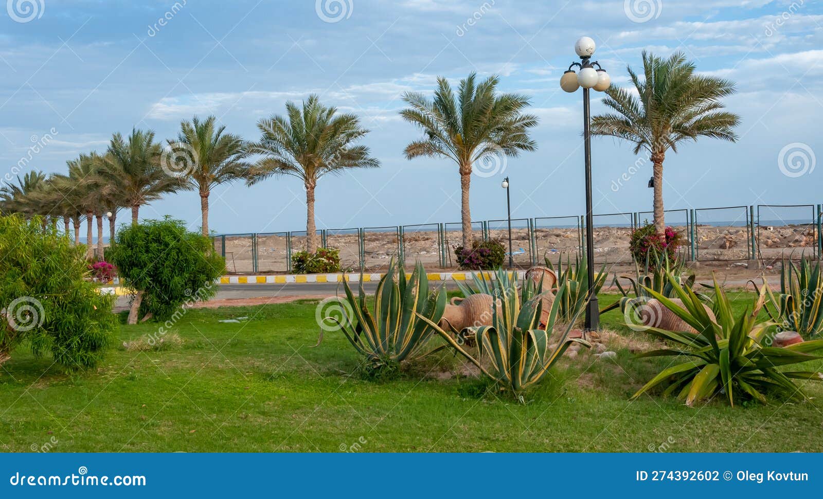 egypt - february 27, 2019: cacti in a flowerbed in the interior and  of the courtyard of a hotel in marsa alama, egypt