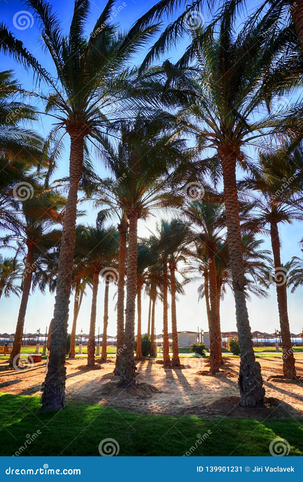 Egypt palm tree park stock image. Image of landscape 139901231