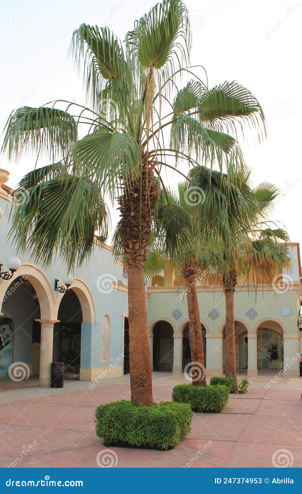 egypt, sharm al-sheikh, a palm tree in the urban landscape