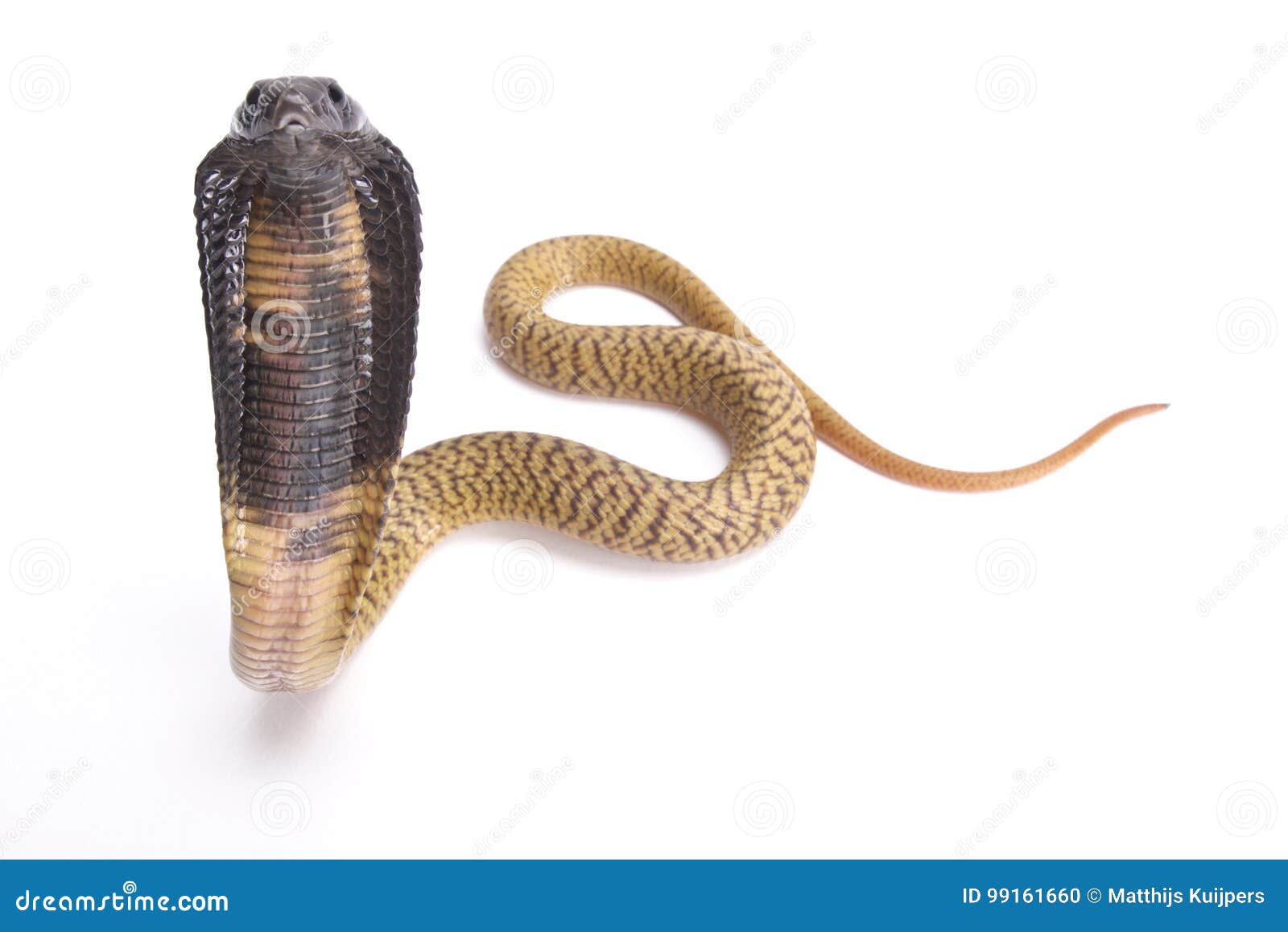 egyptian cobra, naja haje