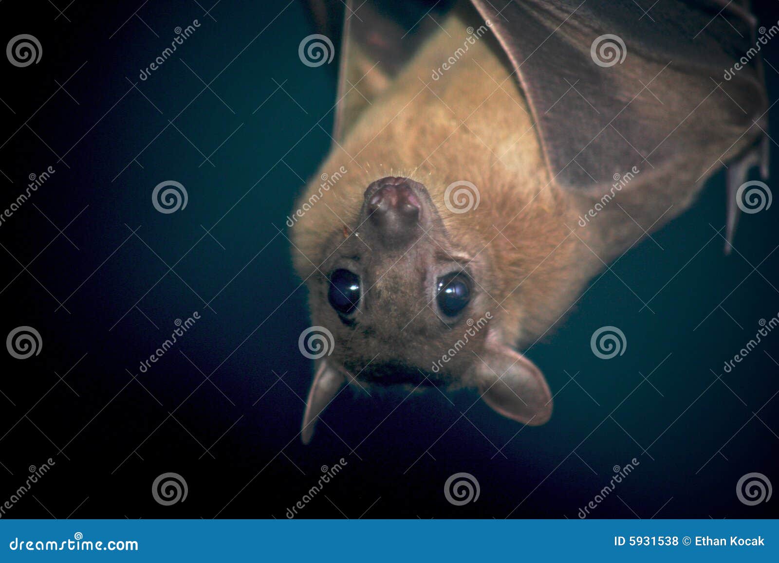 an egyptian fruit bat