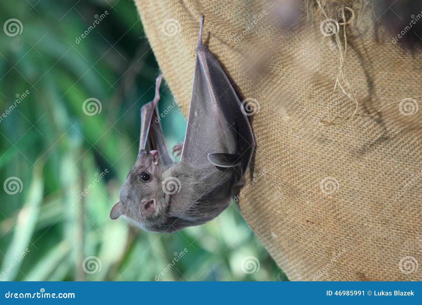 Egyptian fruit bat stock image. Image of animal, rousette 46985991