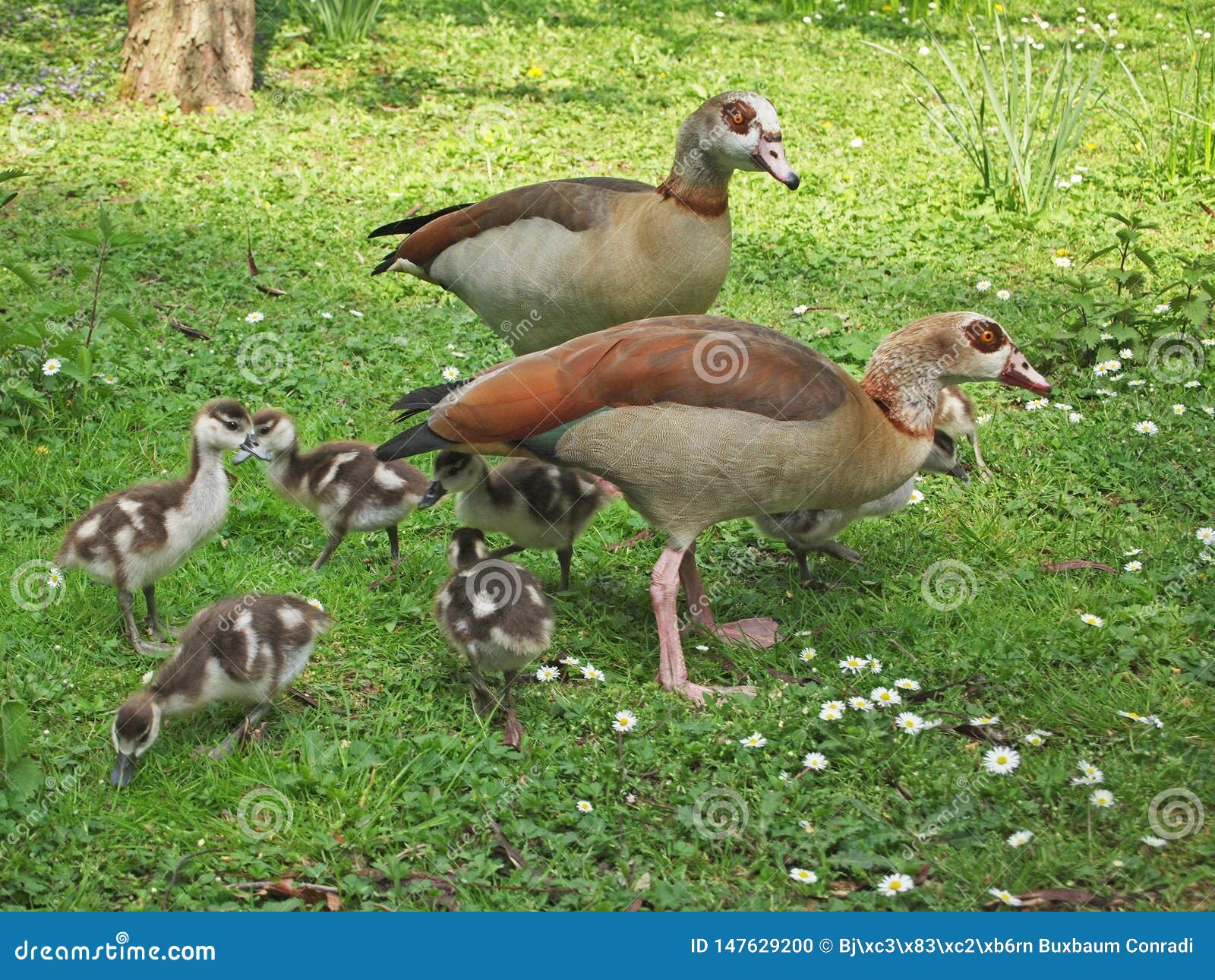 egyptian geese family