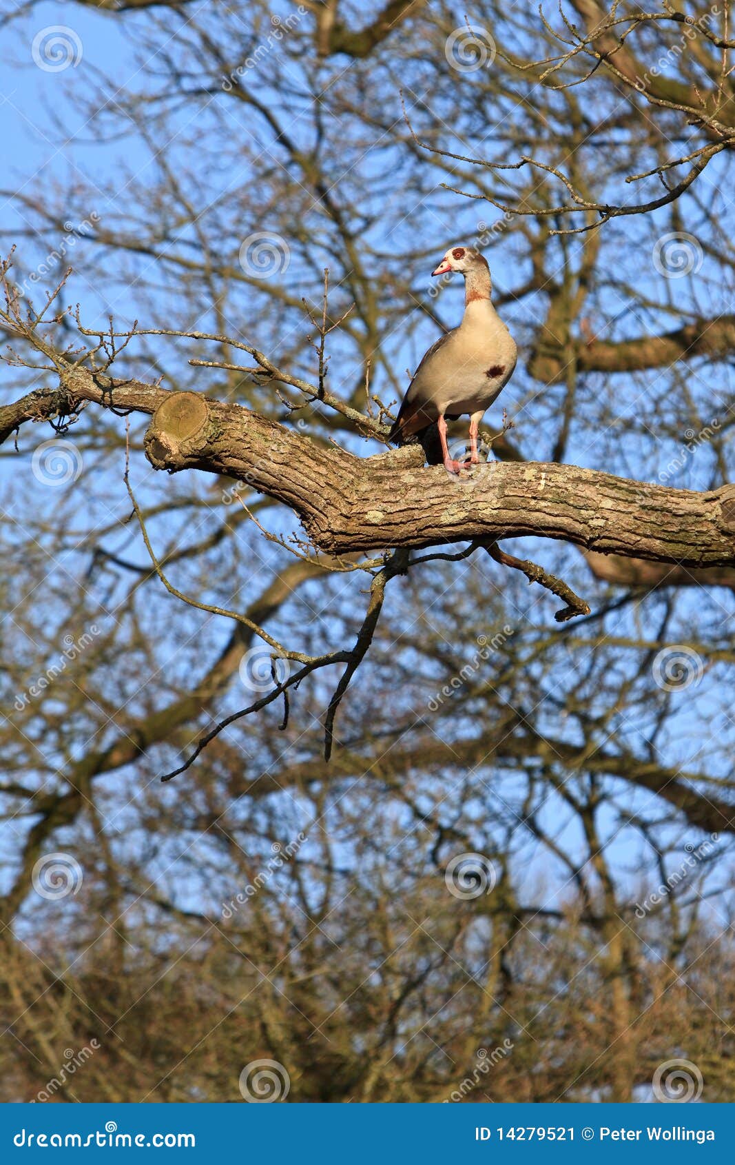 Egyptian Goose Bird Sitting In A Tree Stock Image Image of branch, tree 14279521