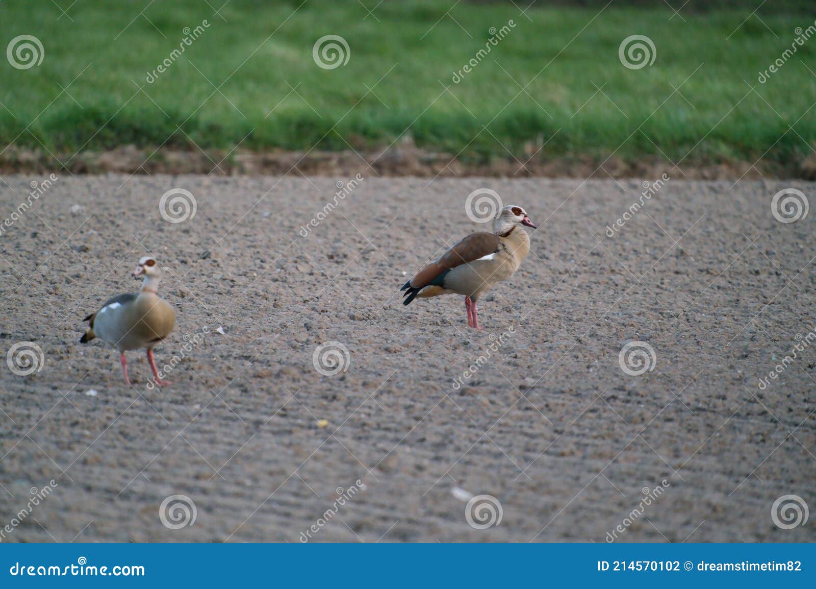 Egyptian Goose on the Field Stock Photo Image of field, nature 214570102