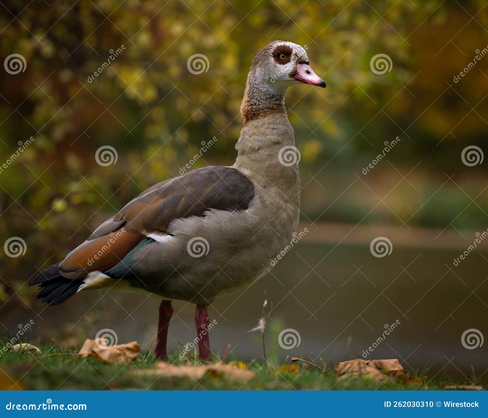 Egyptian Goose in a Field of Grass Stock Photo Image of rural, meadow