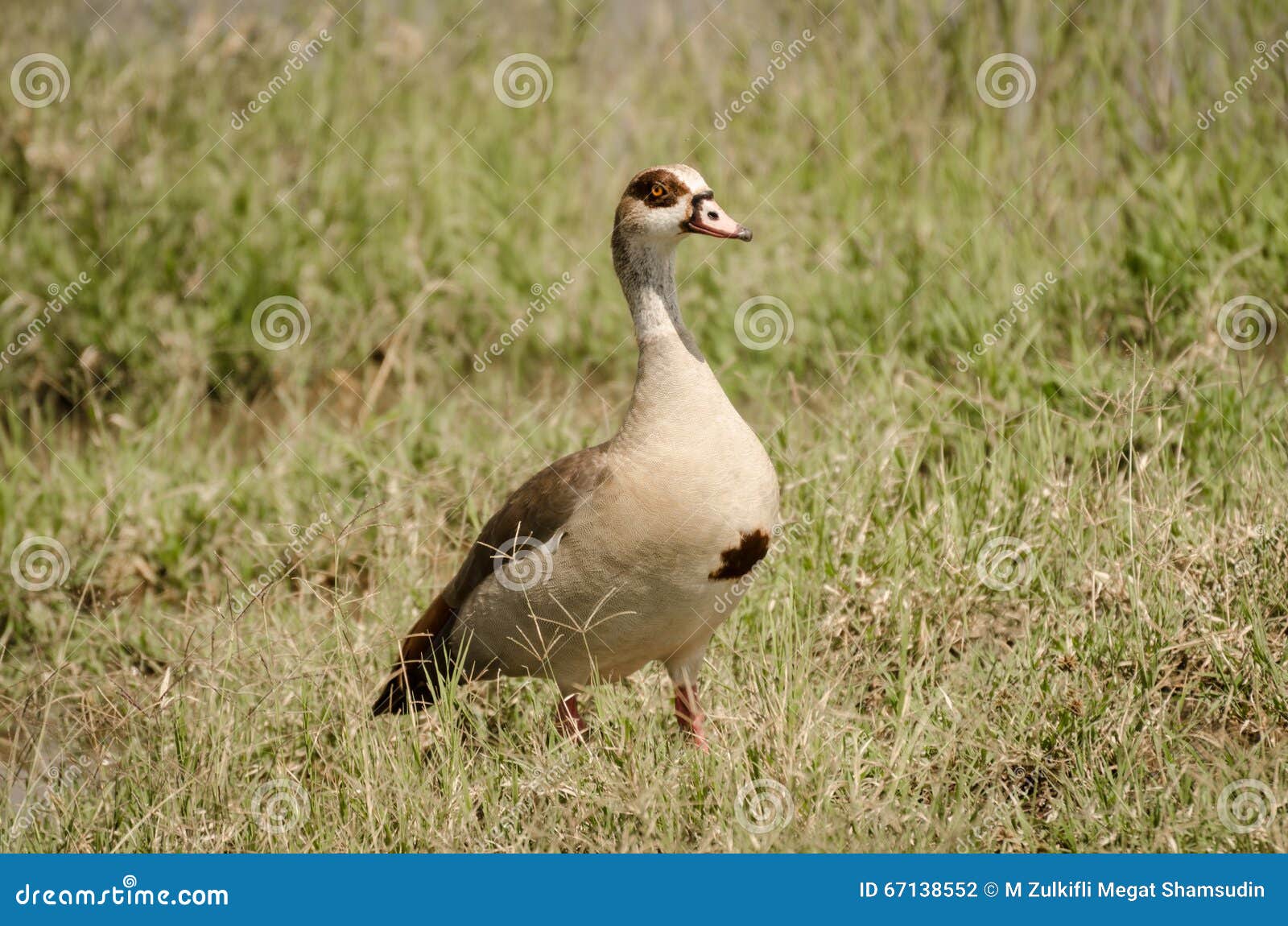 The Egyptian Goose stock photo. Image of wild, goose 67138552