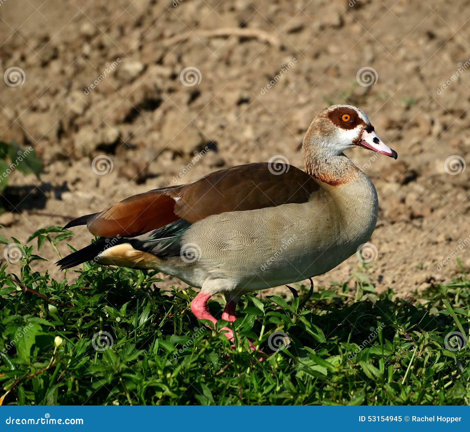 An Egyptian Goose in Uganda Stock Image Image of swamp, water 53154945