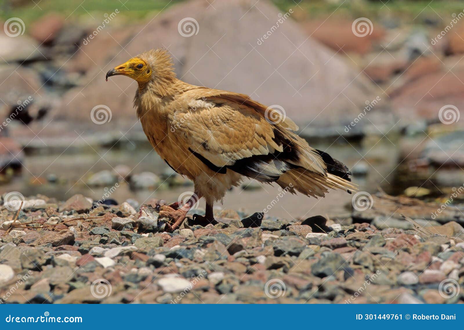egyptian vulture