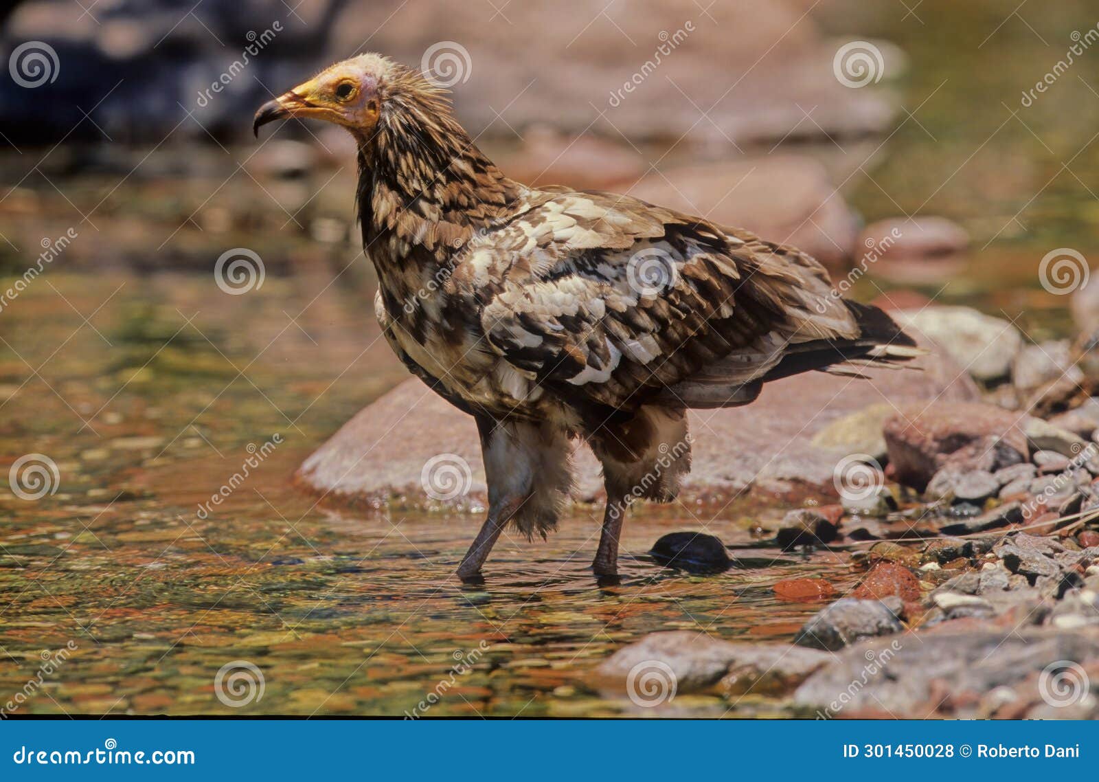 egyptian vulture