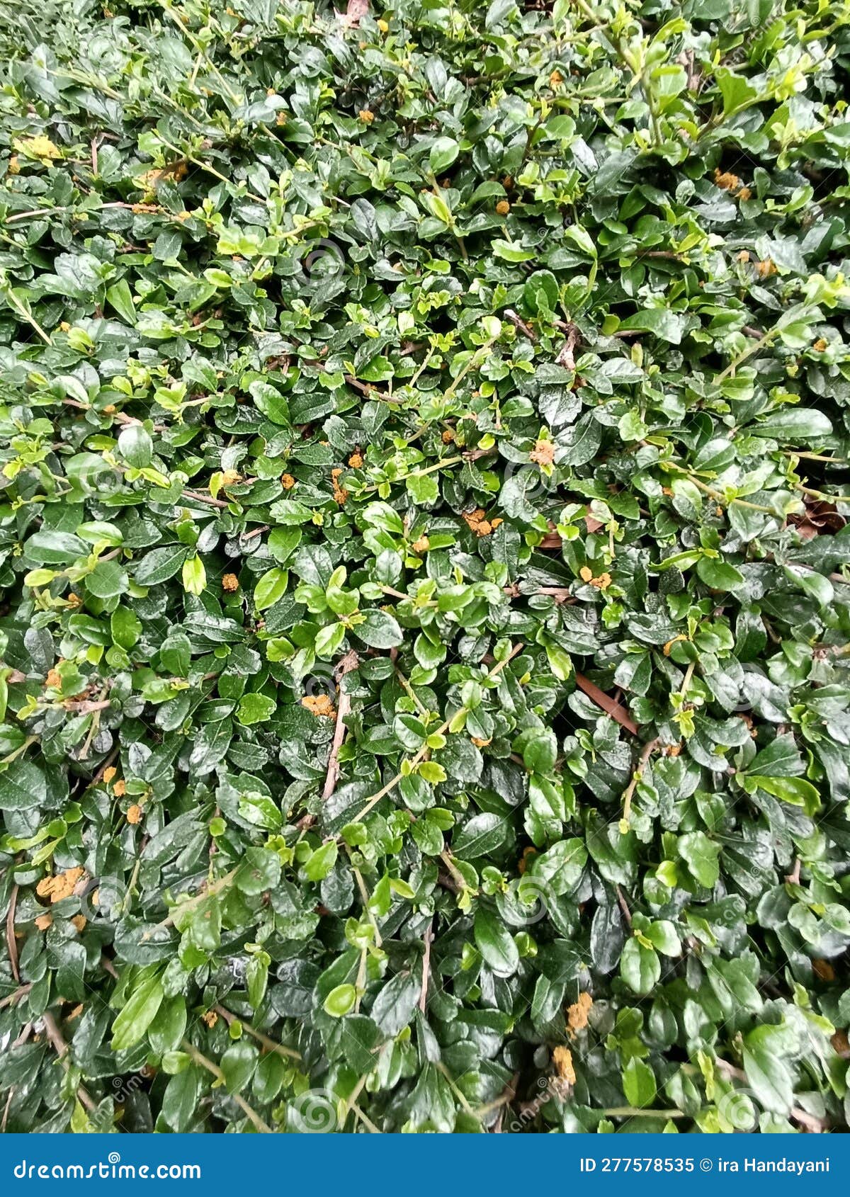 Ehretis Microphylla Can Be Used As a Hedge Plant Stock Image Image of growth, bonsai 277578535