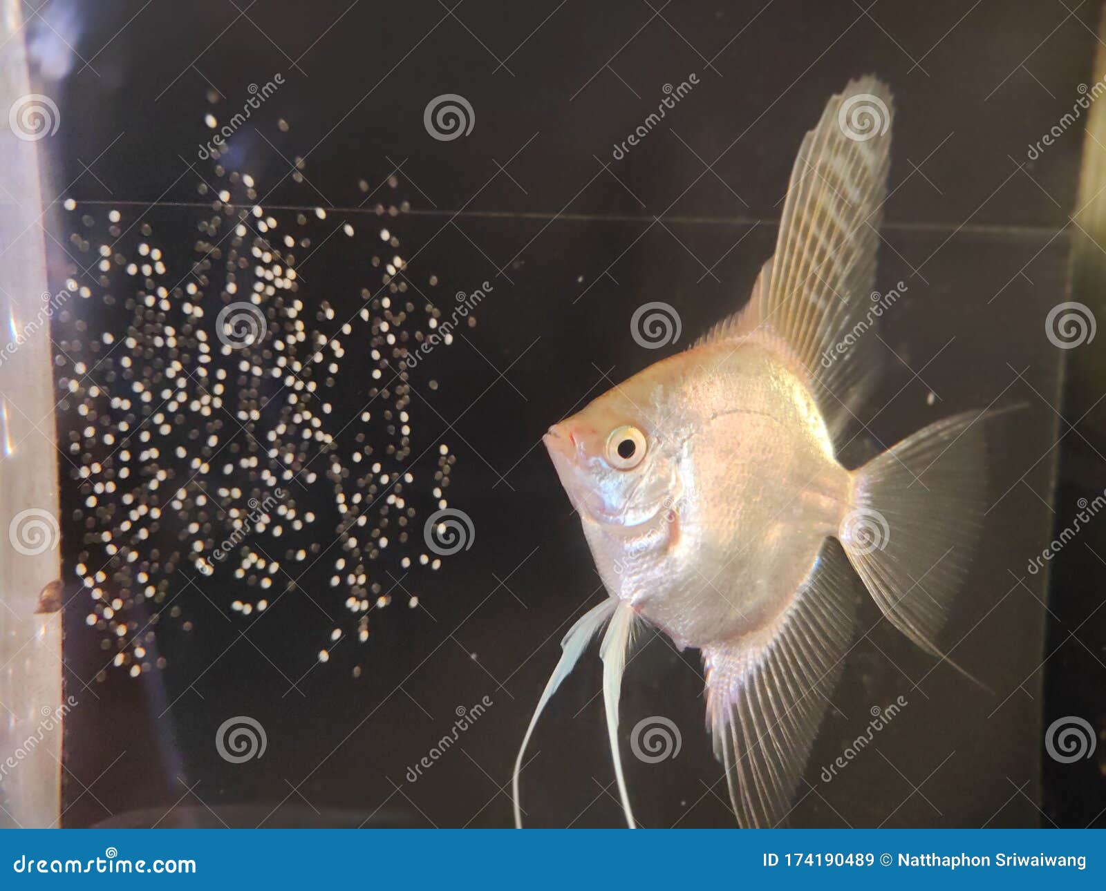 Eibaby Engelsfische Und Sein Stockbild - Bild von schätzchen, eier ...