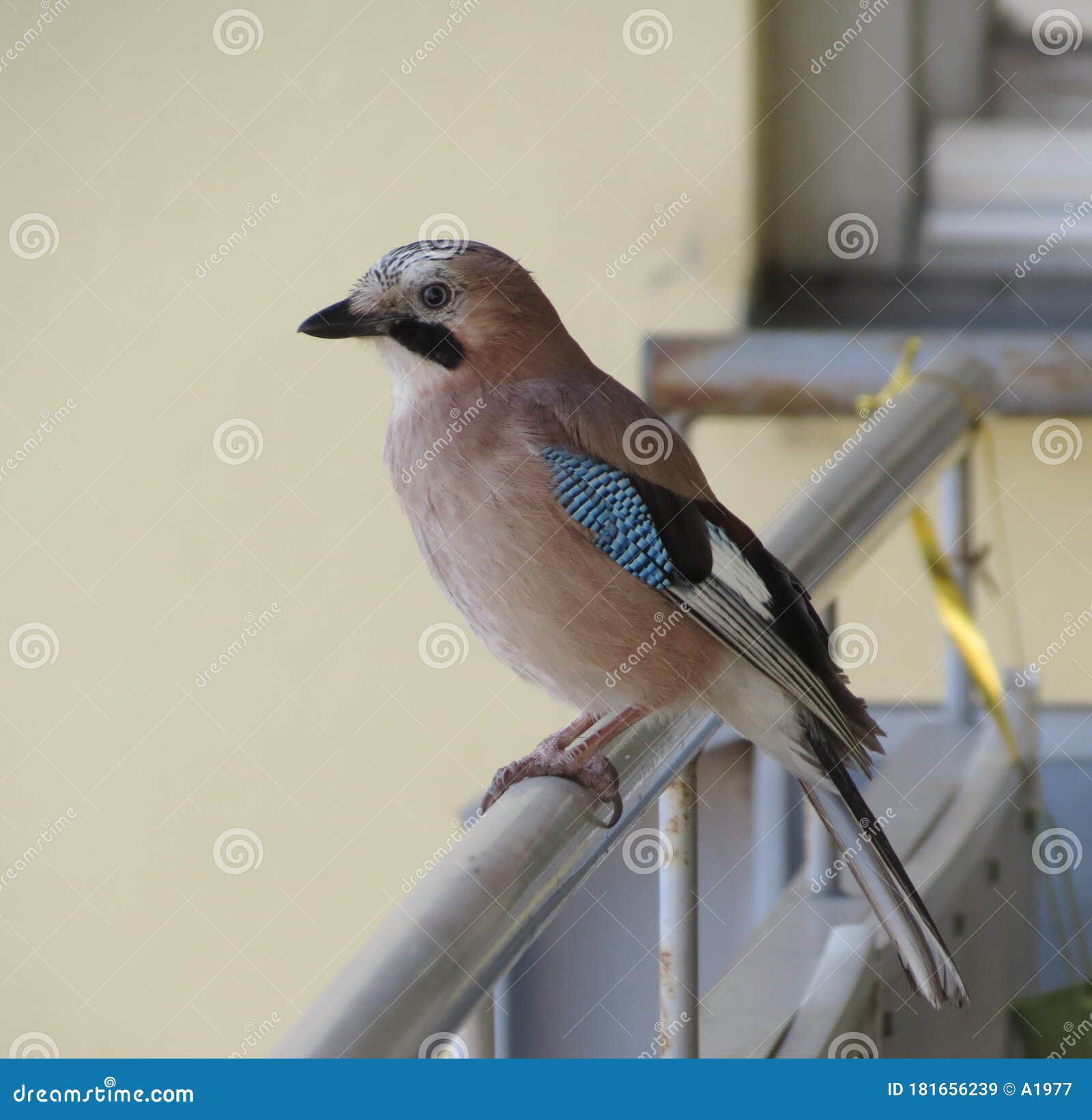 Eichelhahertier Der Klasse Aves Vogeln Stockbild Bild Von Tiere Chor 181656239